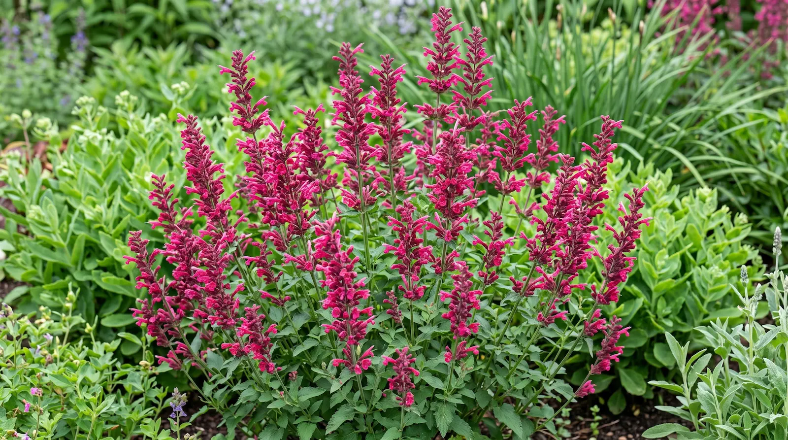 Agastache Morello El Acento Vibrante La Revolución Silvestre Agastache Como El Nuevo Pilar Del Paisaje Contemporáneo