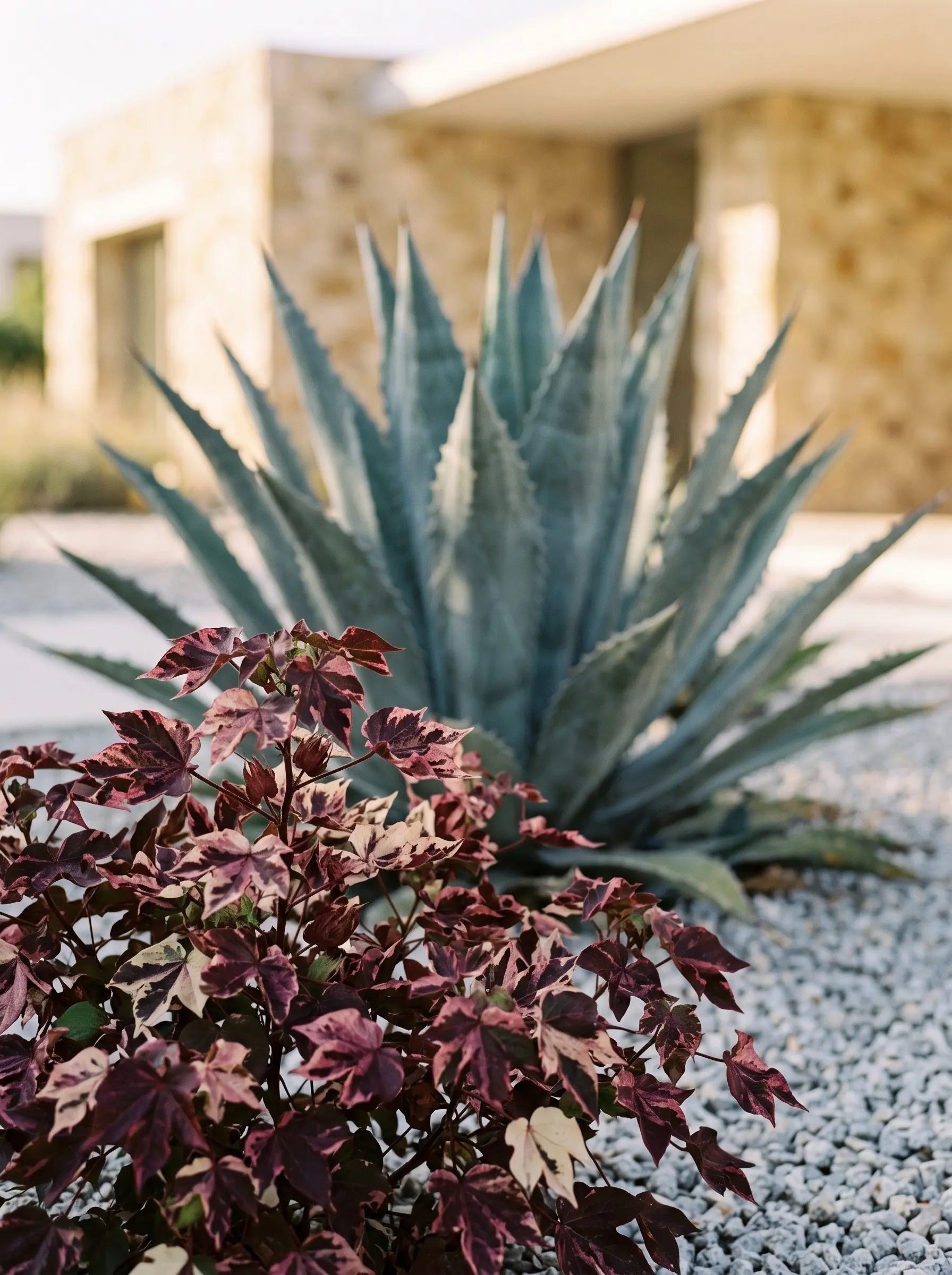 Agave Americana Y Gossypium Herbaceum Albe Red Tensión Escultural Y Movimiento Estructurando El Mediterráneo Con Agave Algodón Variegado Y Gramíneas
