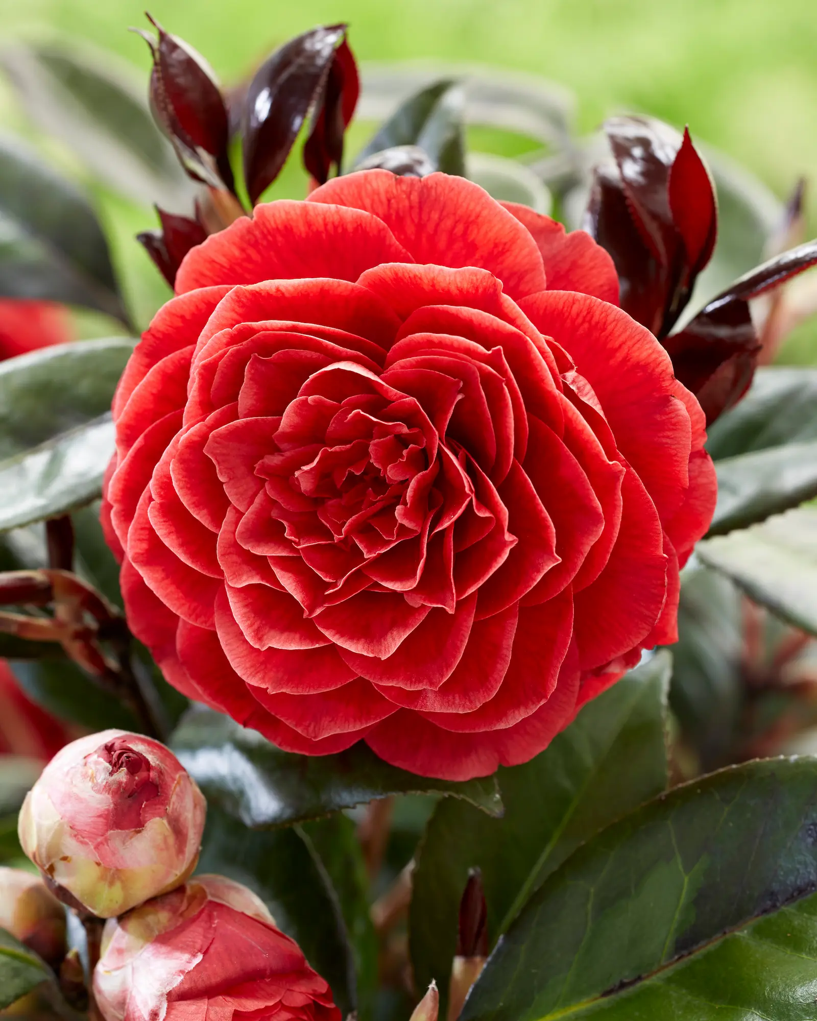 Camellia Femme Fatale 5 | jardinesconestiloes Camellia Femme Fatale 5 Camellia Japonica femme Fatale® Pasión Burdeos Y Diseño De Alta Costura Para El Jardín