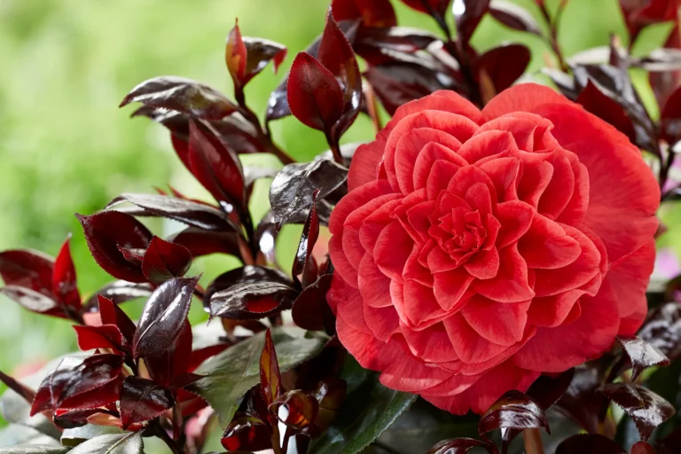 Camellia Femme Fatale 9 Camellia Japonica femme Fatale® Pasión Burdeos Y Diseño De Alta Costura Para El Jardín