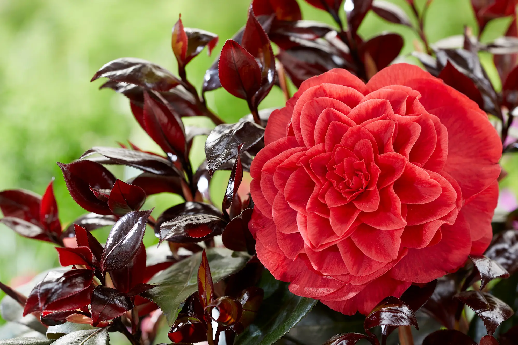 Camellia Femme Fatale 9 | jardinesconestiloes Camellia Femme Fatale 9 Inicio