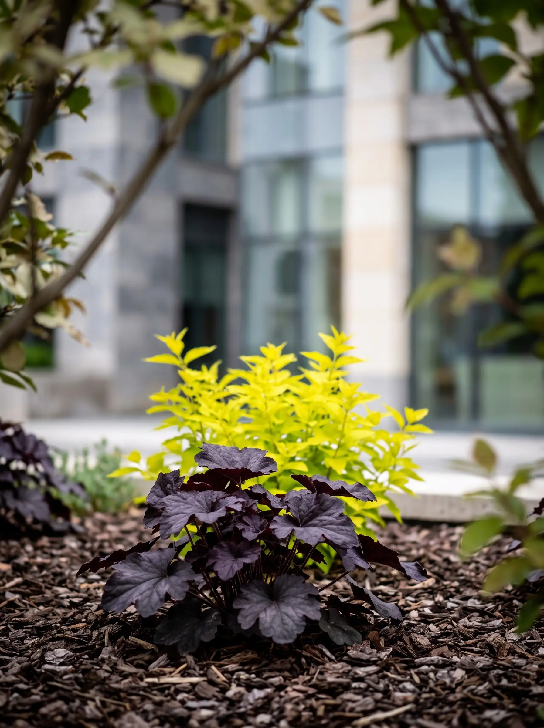 Contraste Extremo Entre Heuchera Obsidian Y Agastache Golden Jubilee La Saturación Cromática Del Jardín Urbano Agastache Heuchera Y Penstemon