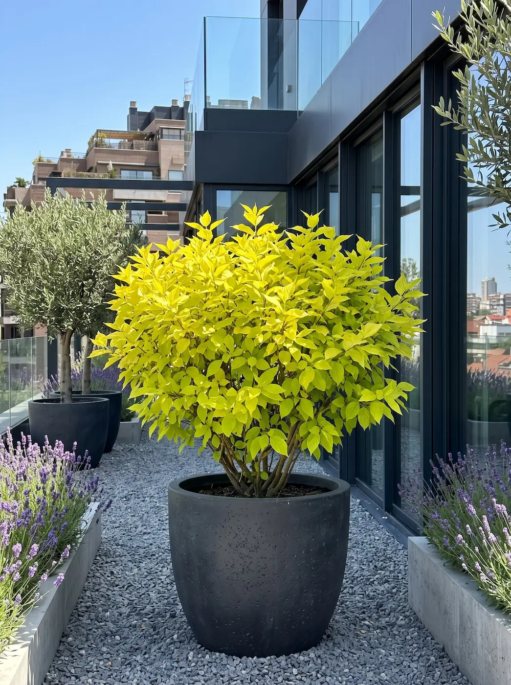 Cornus Alba Neon Burst El Género Cornus Cuatro Maestros Del Color Arquitectónico En El Paisaje Contemporáneo