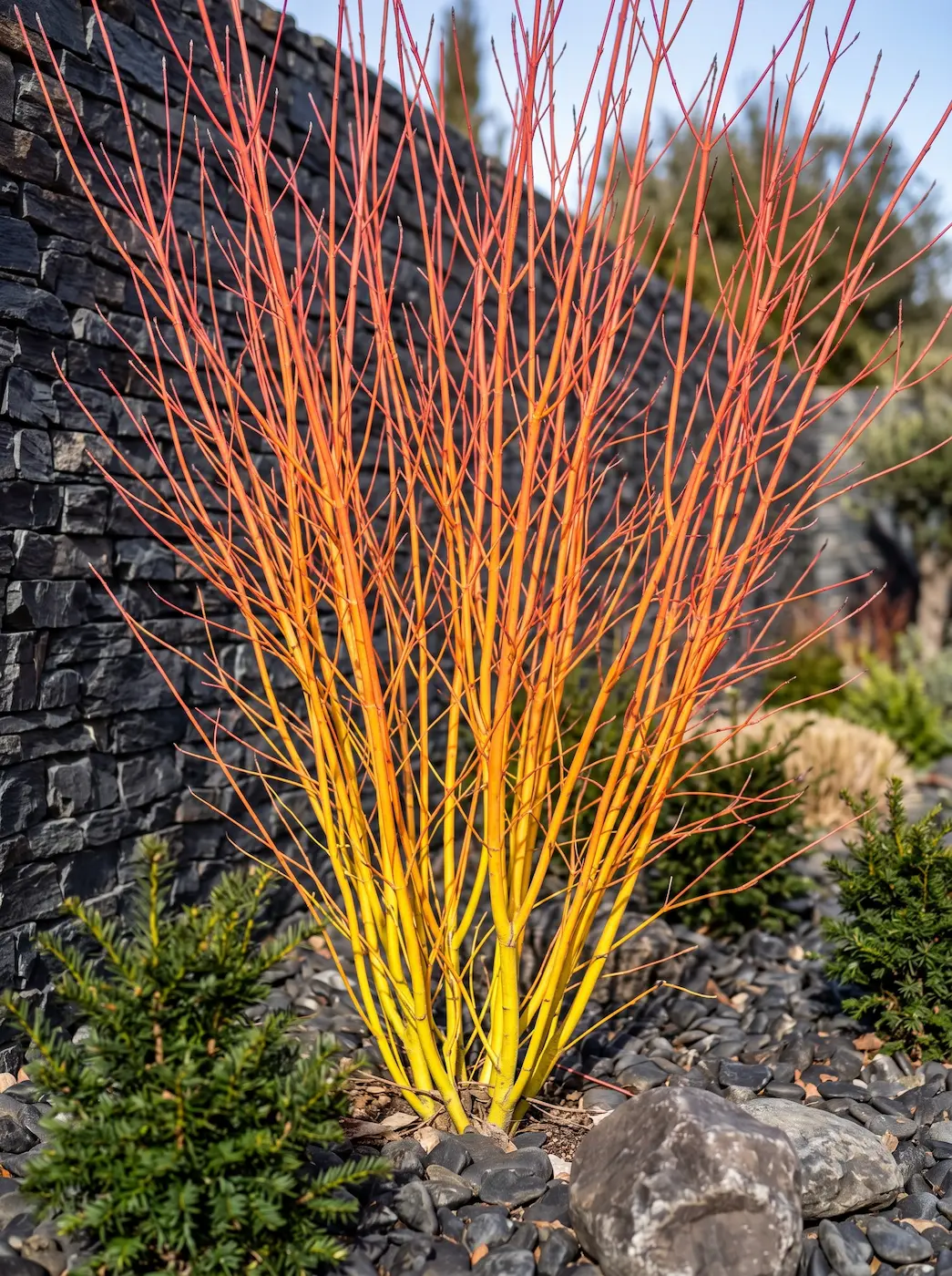 Cornus Sanguinea Midwinter Fire El Género Cornus Cuatro Maestros Del Color Arquitectónico En El Paisaje Contemporáneo