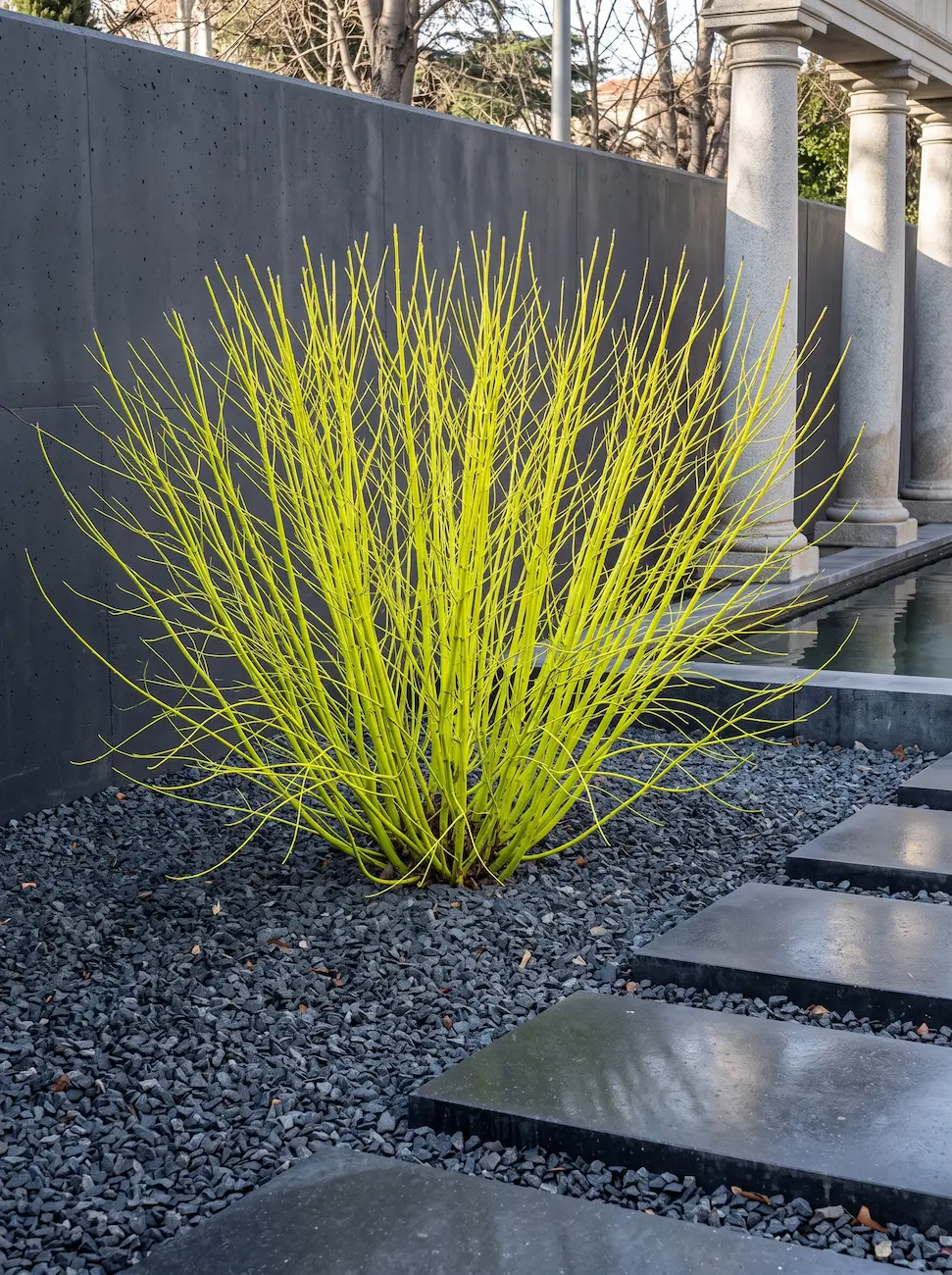 Cornus Sericea Flaviramea El Género Cornus Cuatro Maestros Del Color Arquitectónico En El Paisaje Contemporáneo