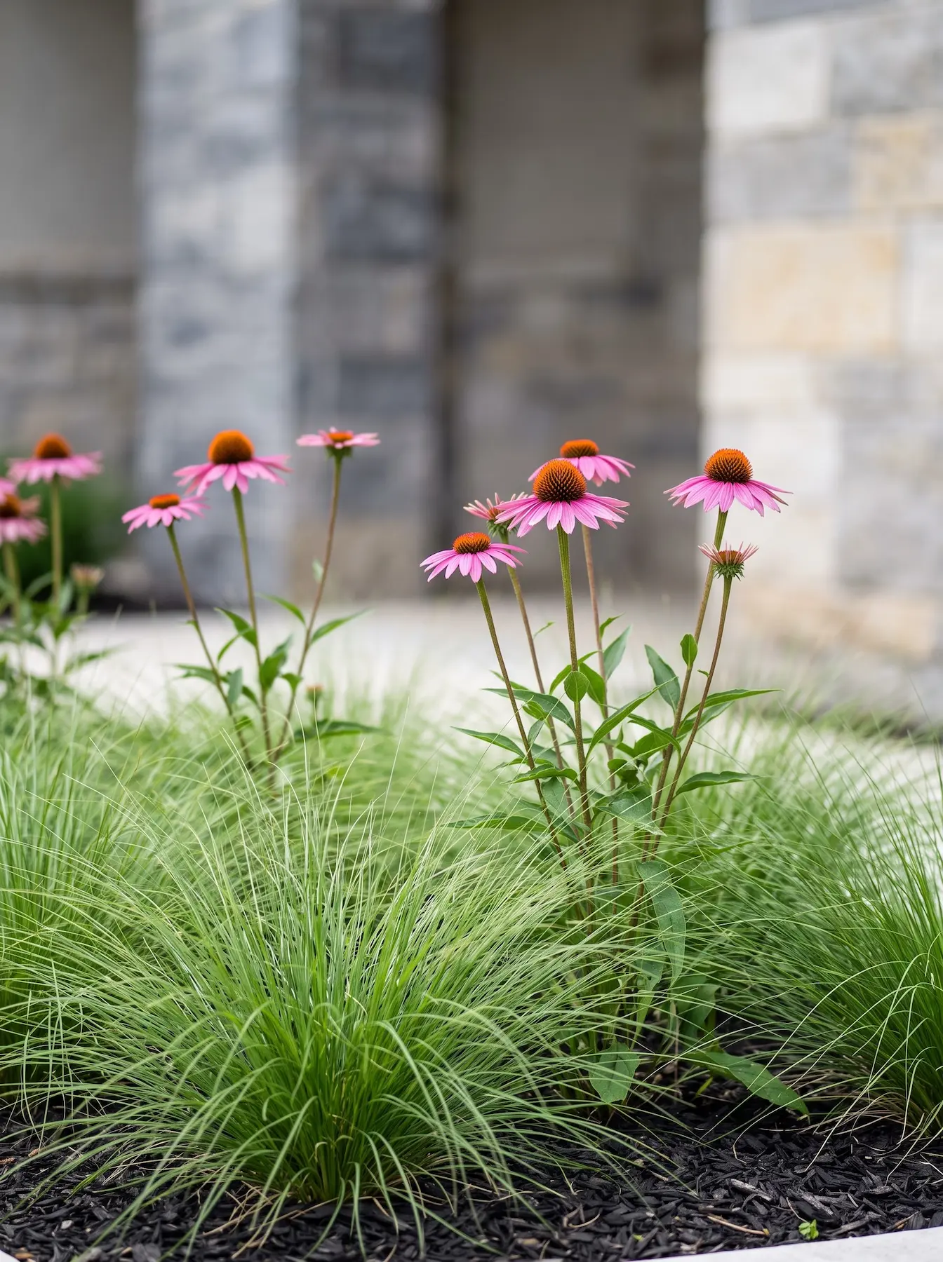 Echinacea purpurea Magnus flotando sobre Sporobolus heterolepis | jardinesconestiloes Echinacea Purpurea Magnus Flotando Sobre Sporobolus Heterolepis El Eje Vertical Y La Densidad Oscura Agastache blue Fortune O black Adder