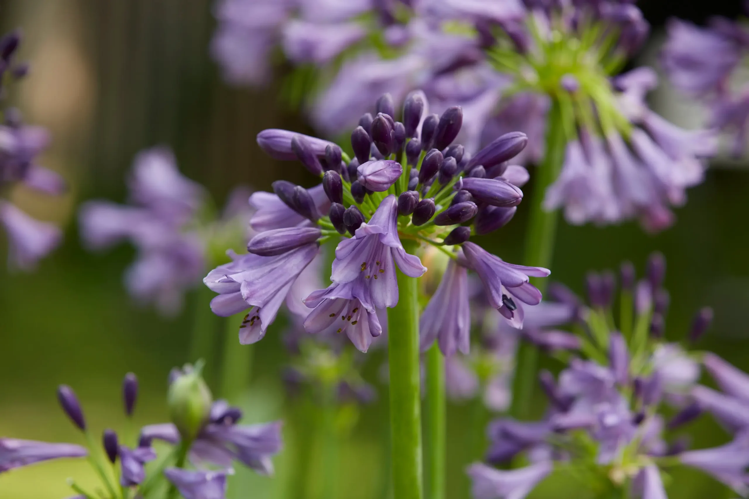 Everpanthus® Poppin Purple 1 Agapanthus Everpanthus® poppin Purple La Redefinición Geométrica Y Cromática Del Violeta