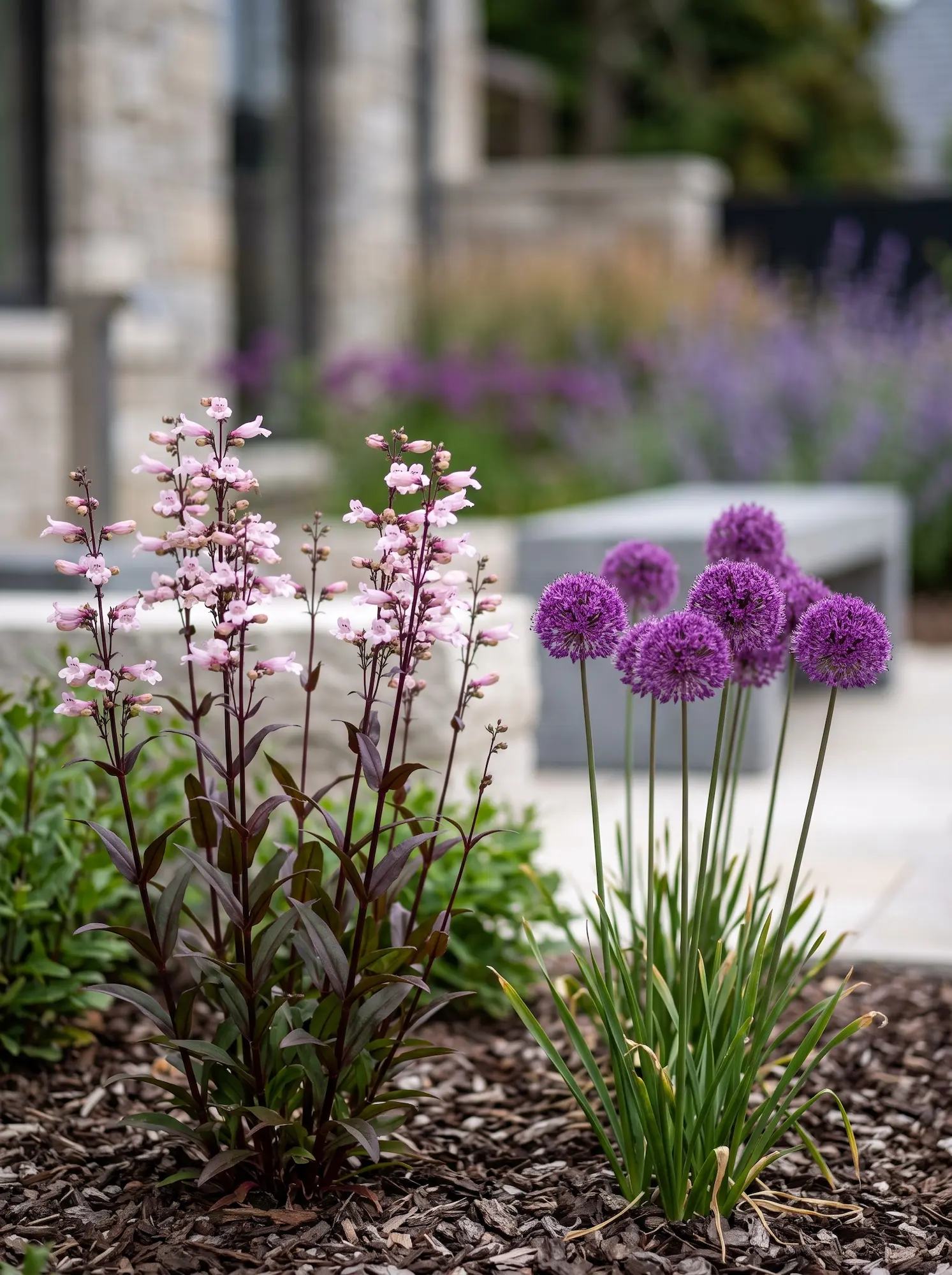Flores De Penstemon Dark Towers Junto a Esferas De Allium Millenium La Saturación Cromática Del Jardín Urbano Agastache Heuchera Y Penstemon