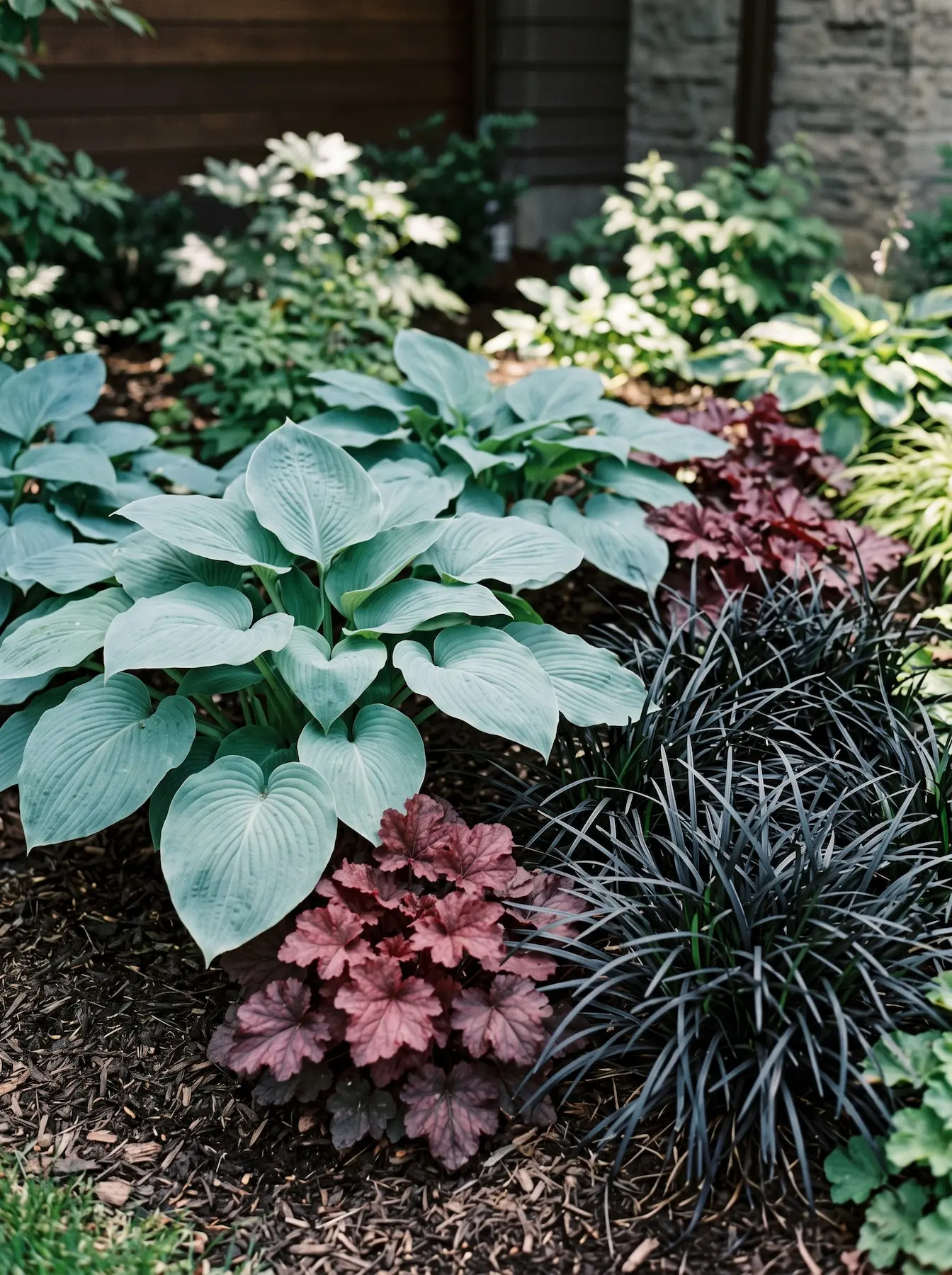 Hosta Ophiopogon Y Heuchera La Iluminación Botánica En Semisombra Osmanto Hortensia Y Helechos