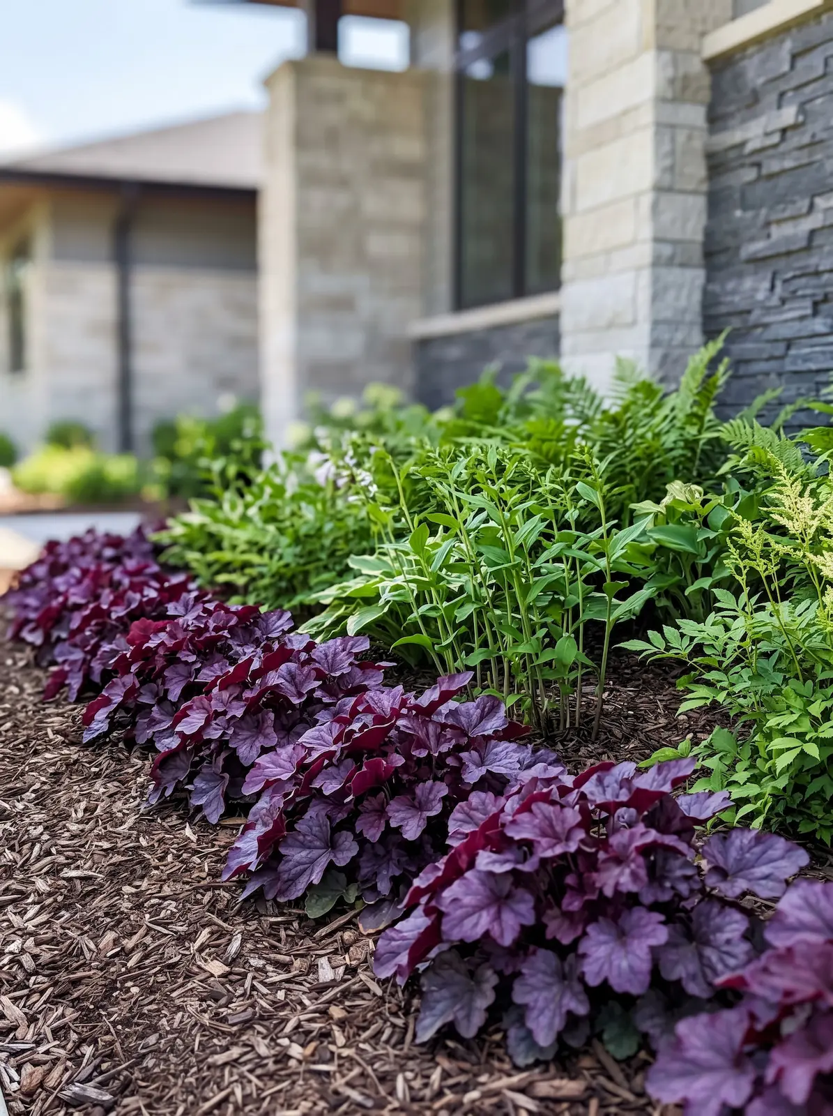 Línea sinuosa de Heuchera púrpura en el nivel bajo | jardinesconestiloes Línea Sinuosa De Heuchera Púrpura En El Nivel Bajo El Dominio De La Umbría Estructurando El Color Con Camelia Rododendro Y Astilbe