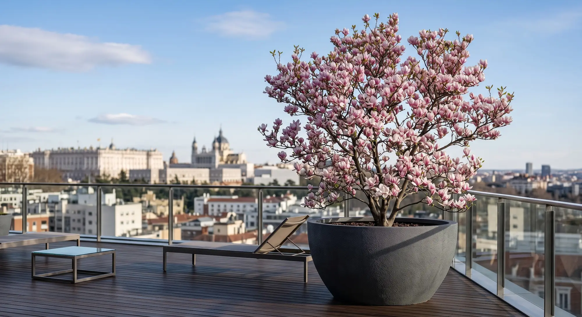 Magnolia Soulangeana Floreciendo En Una Maceta De Gran Formato La Aristocracia De La Tierra ácida El Santuario Botánico Del Norte Y Cómo Exportarlo a Cualquier Jardín
