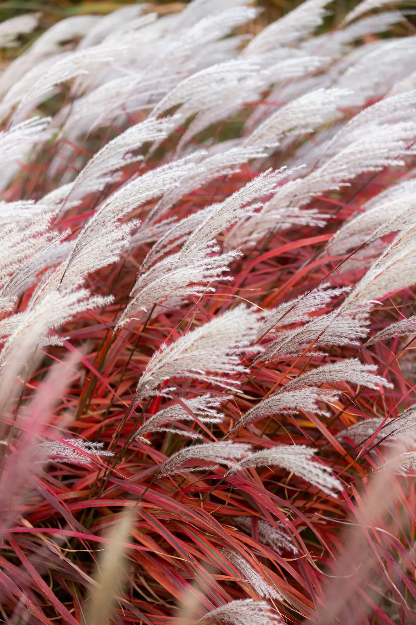Miscanthus Lady in Red 10 Miscanthus Sinensis lady in Red Fricción Cromática Y Movimiento Puro En El Jardín Contemporáneo