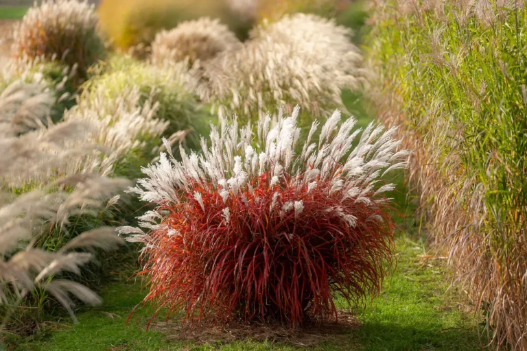 Miscanthus Lady in red integrado en paisaje con gramíneas