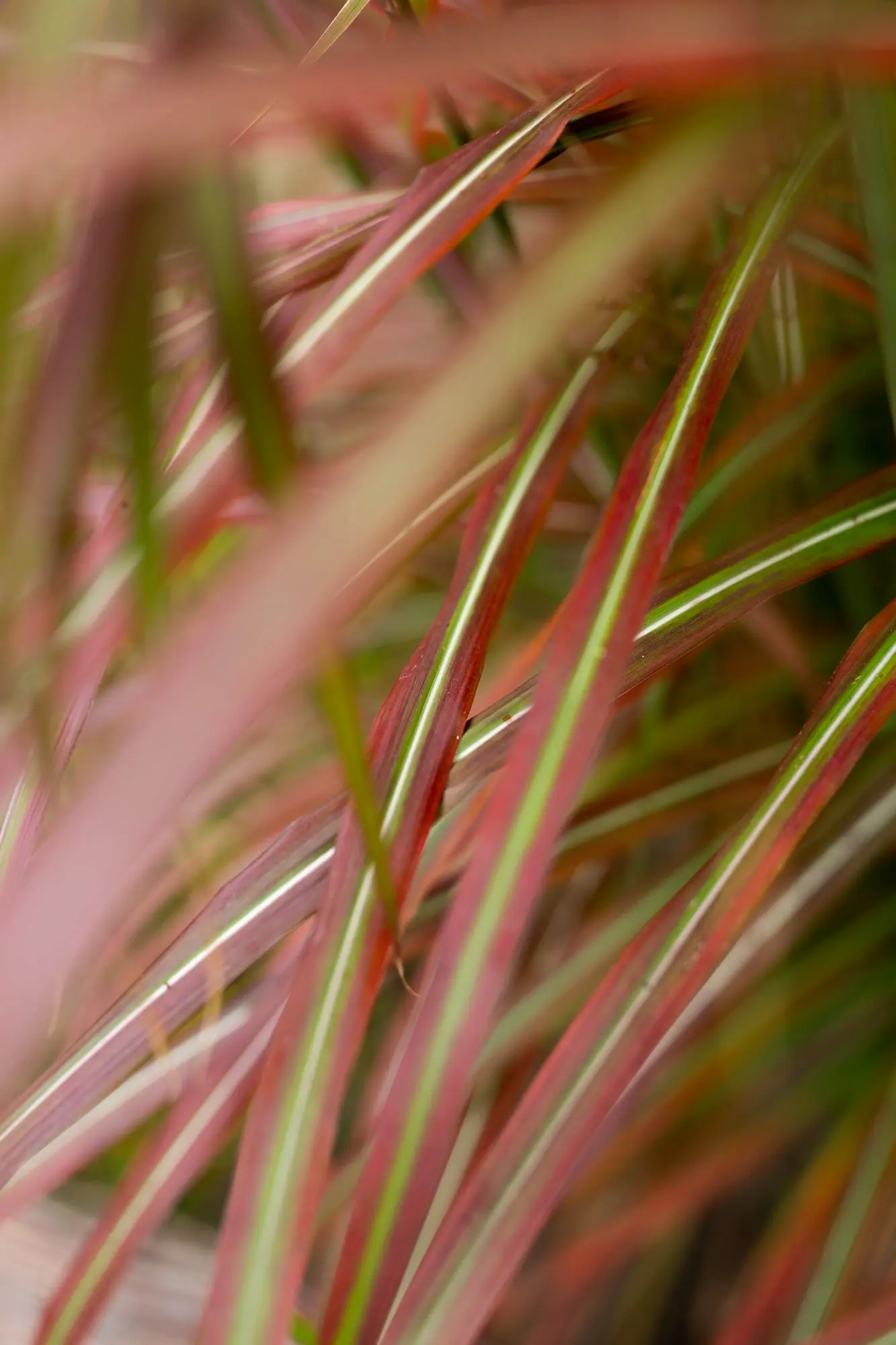 Miscanthus Lady in Red 5 Miscanthus Sinensis lady in Red Fricción Cromática Y Movimiento Puro En El Jardín Contemporáneo