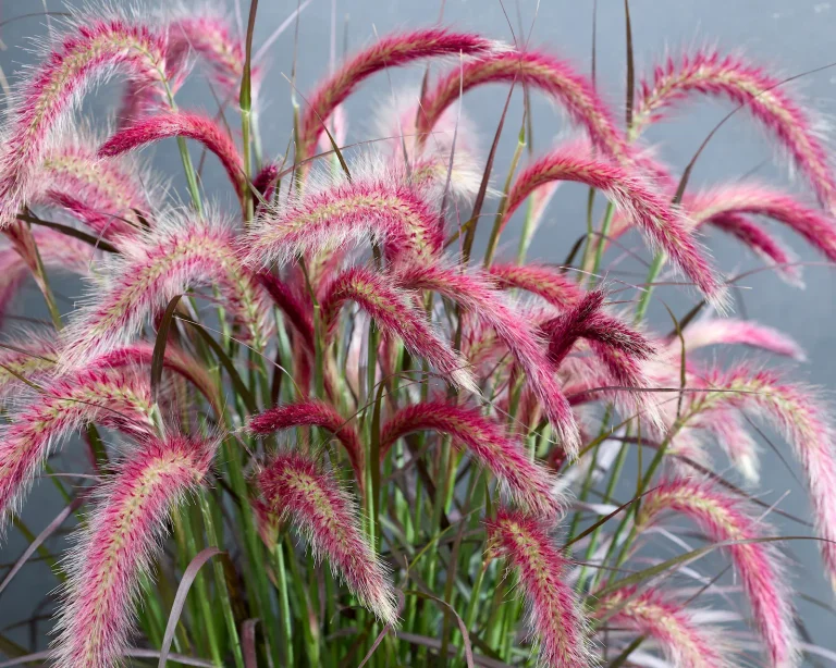 detalle de pennisetum tiny tail espigas rojas