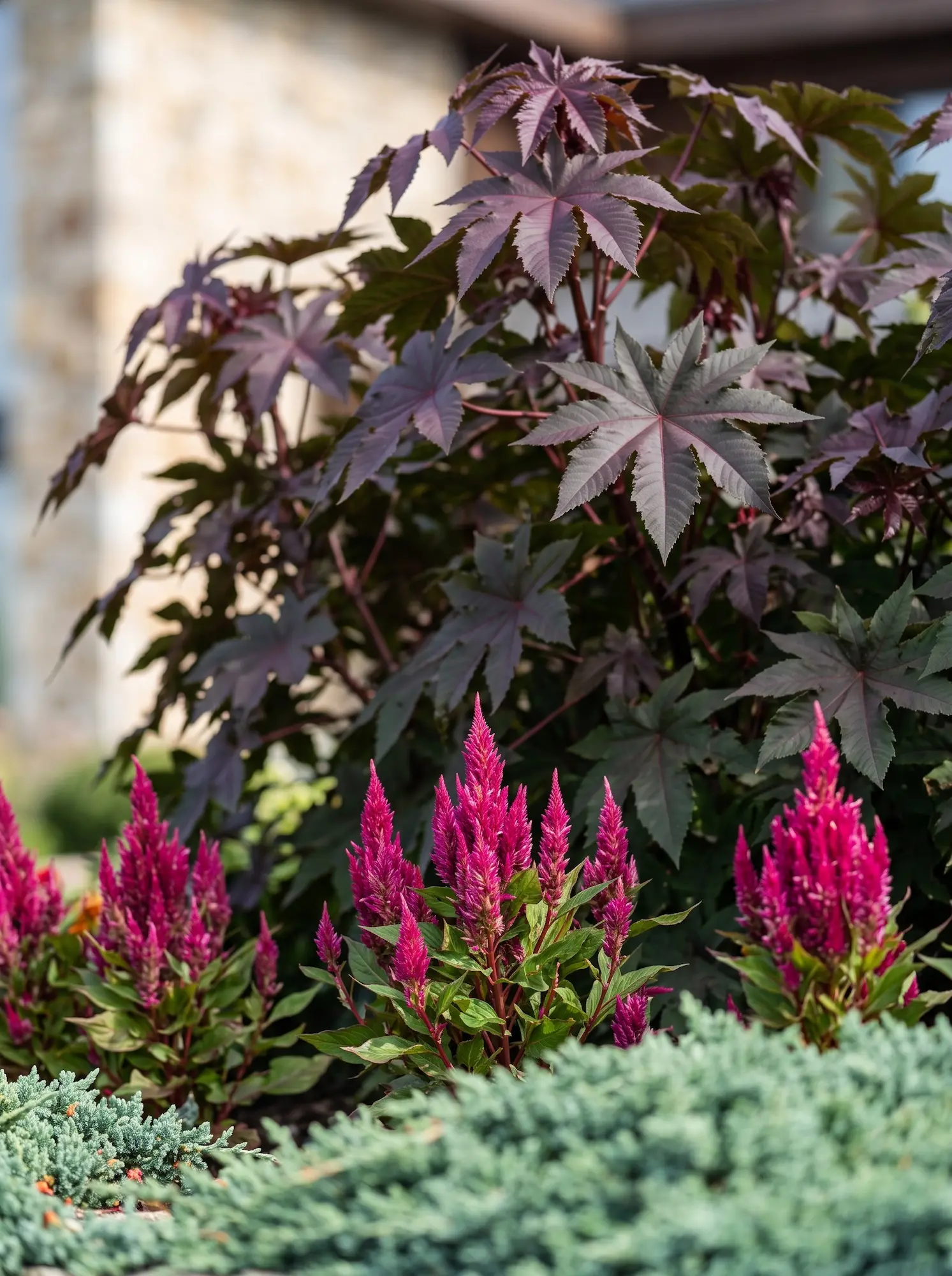 Ricinus communis y Celosia plumosa | jardinesconestiloes Ricinus Communis Y Celosia Plumosa El Muro Y La Llama Estructurando El Talud Con Enebro Rastrero Ricino Y Celosías