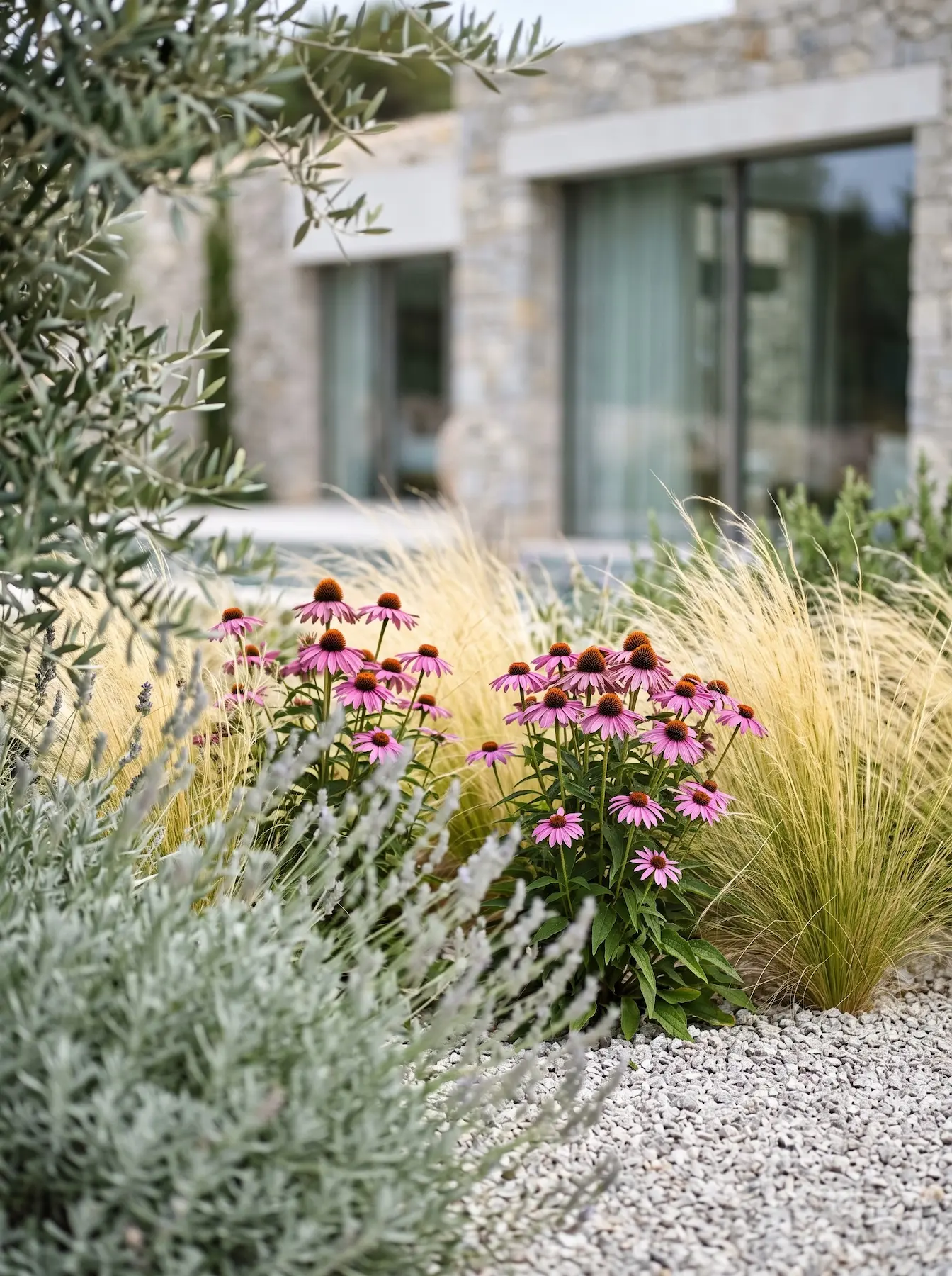 Stipa Tenuissima Y Echinacea Purpurea Tensión Escultural Y Movimiento Estructurando El Mediterráneo Con Agave Algodón Variegado Y Gramíneas