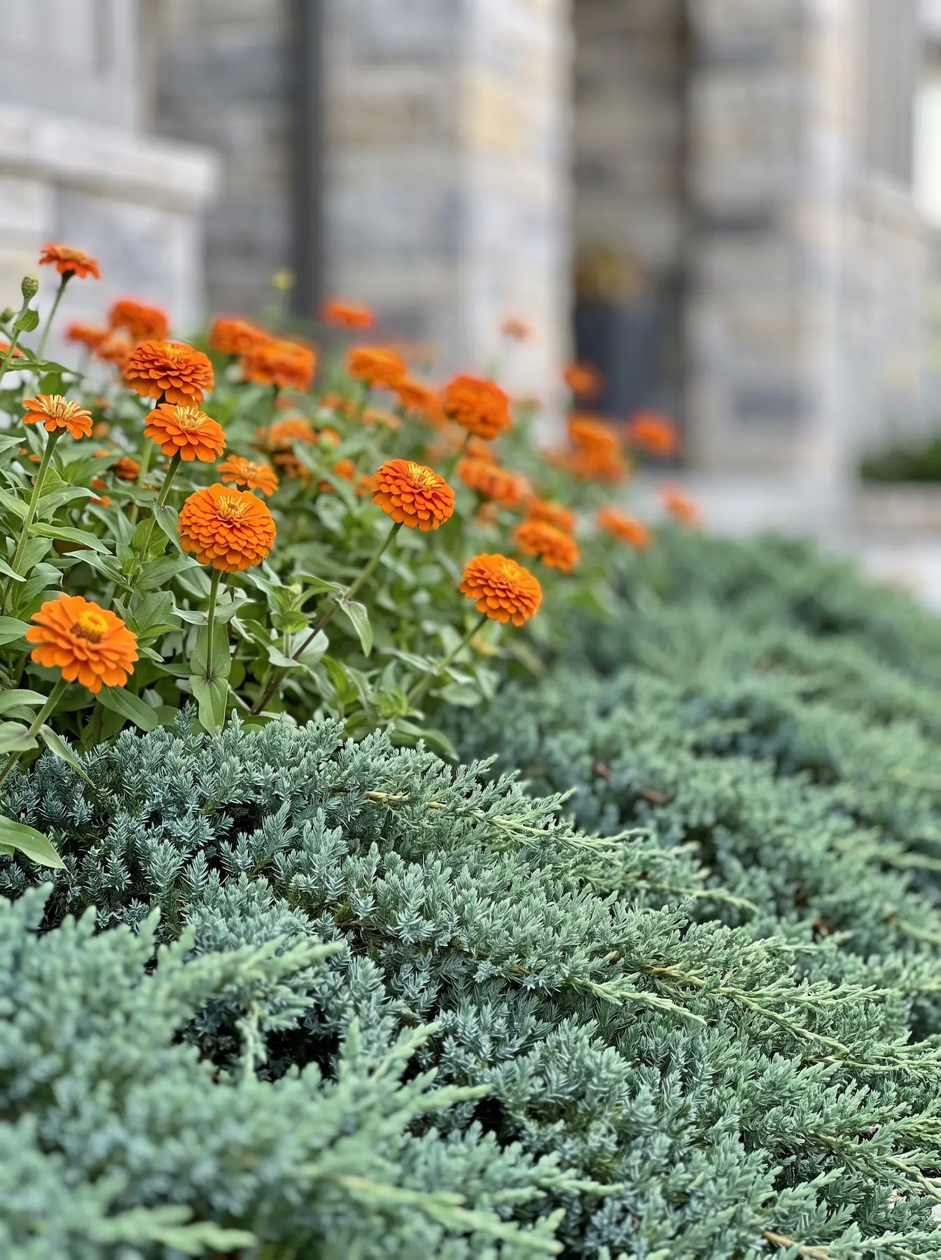 Zinnia elegans naranja emergiendo | jardinesconestiloes Zinnia Elegans Naranja Emergiendo El Muro Y La Llama Estructurando El Talud Con Enebro Rastrero Ricino Y Celosías