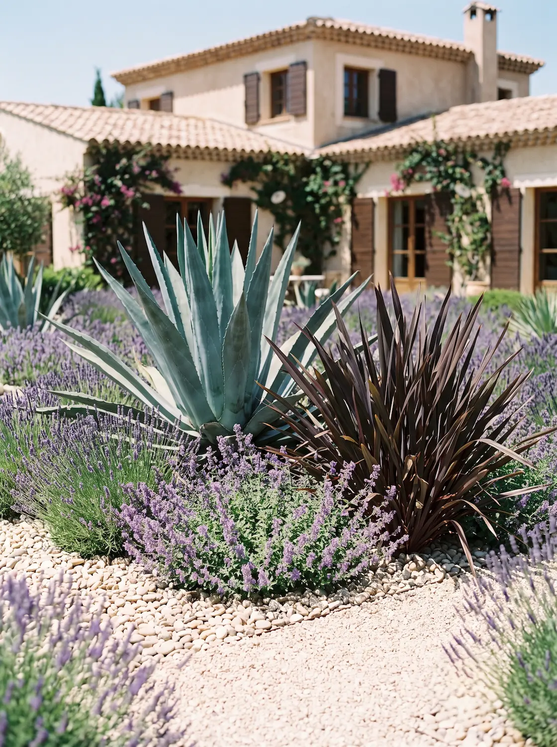 agave americana y formium atropurpurea | jardinesconestiloes Agave Americana Y Formium Atropurpurea El Tapiz Del Clima Seco Fricción Textural Y Arquitectura Xerófila