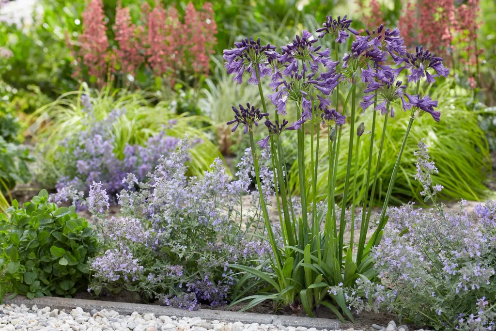 Agmp003 Agapanthus poppin Purple garden Agapanthus Everpanthus® poppin Purple La Redefinición Geométrica Y Cromática Del Violeta