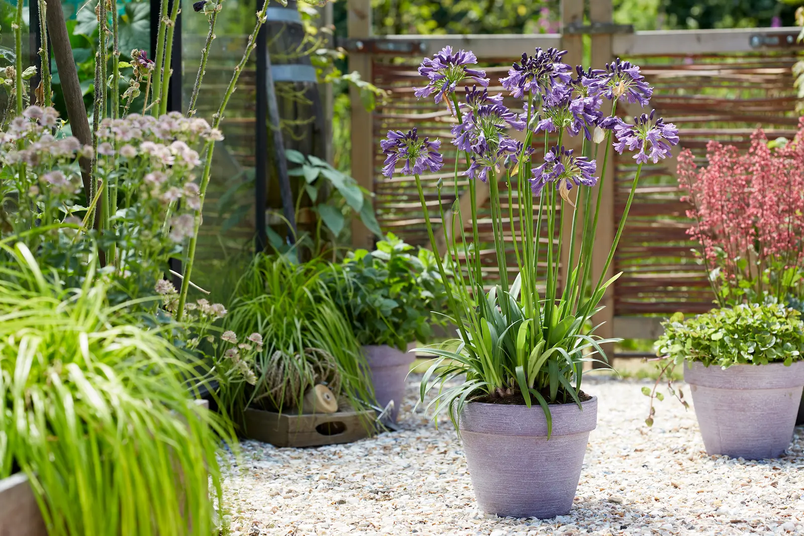 Agmp003 Agapanthus poppin Purple patio2 Agapanthus Everpanthus® poppin Purple La Redefinición Geométrica Y Cromática Del Violeta