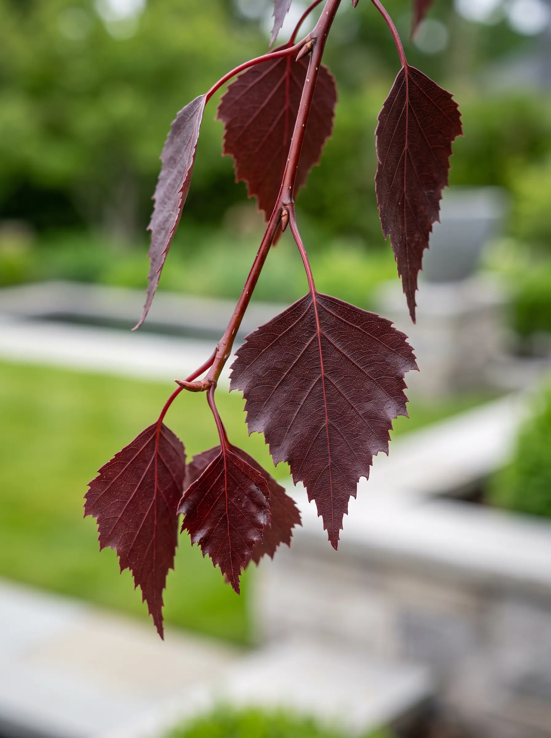 Betula pendula atropurpurea hoja borgona rama pendula jardines con estilo Betula Pendula atropurpurea abedul Púrpura El Contraste Teatral Del Follaje Borgoña Y La Corteza Blanca'Atropurpurea'.