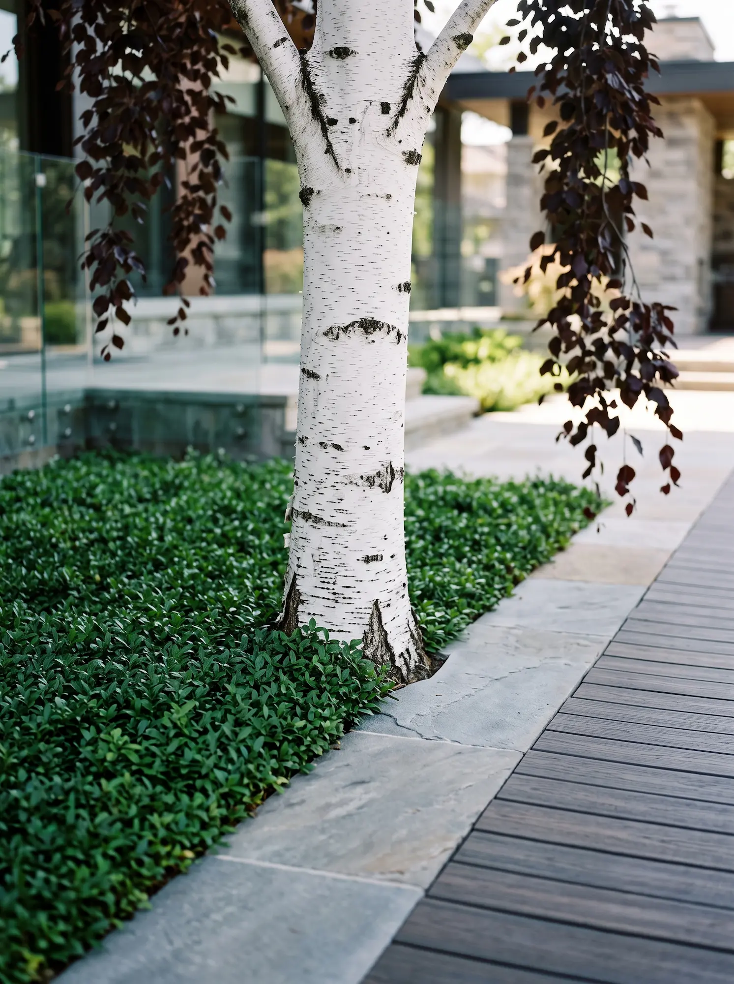 Betula pendula atropurpurea tronco blanco cesped piedra jardines con estilo Betula Pendula atropurpurea abedul Púrpura El Contraste Teatral Del Follaje Borgoña Y La Corteza Blanca'Atropurpurea' emergiendo del césped, limitando con pavimento de piedra natural y madera tecnológica.