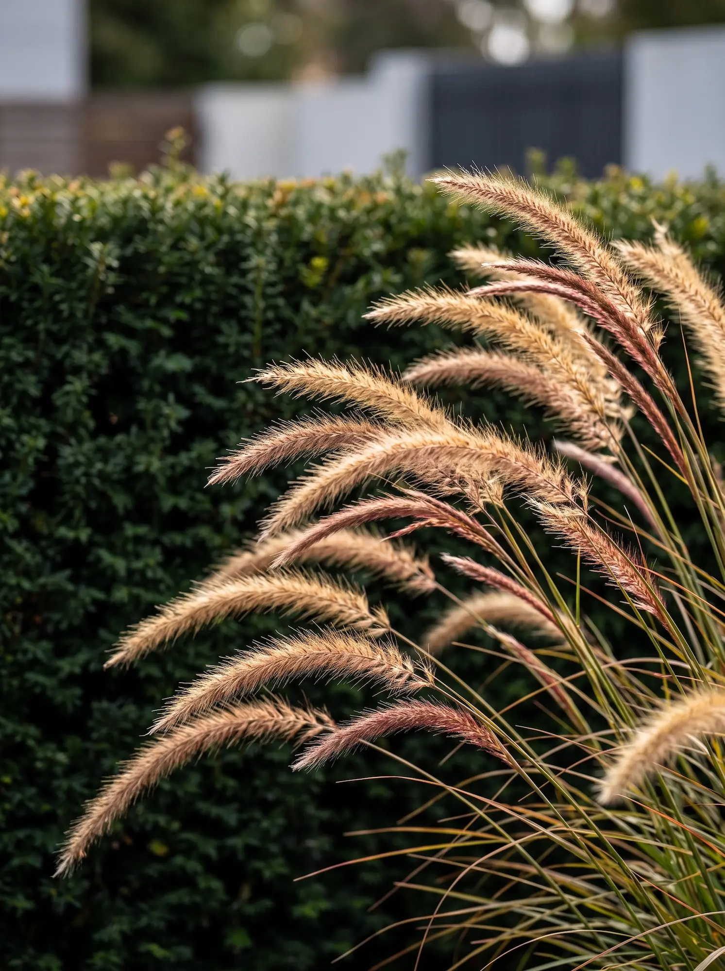 Contraste De Penisetum Frente a Seto De Taxus Bacata Diseñar Con El Viento La Era De Las Gramíneas