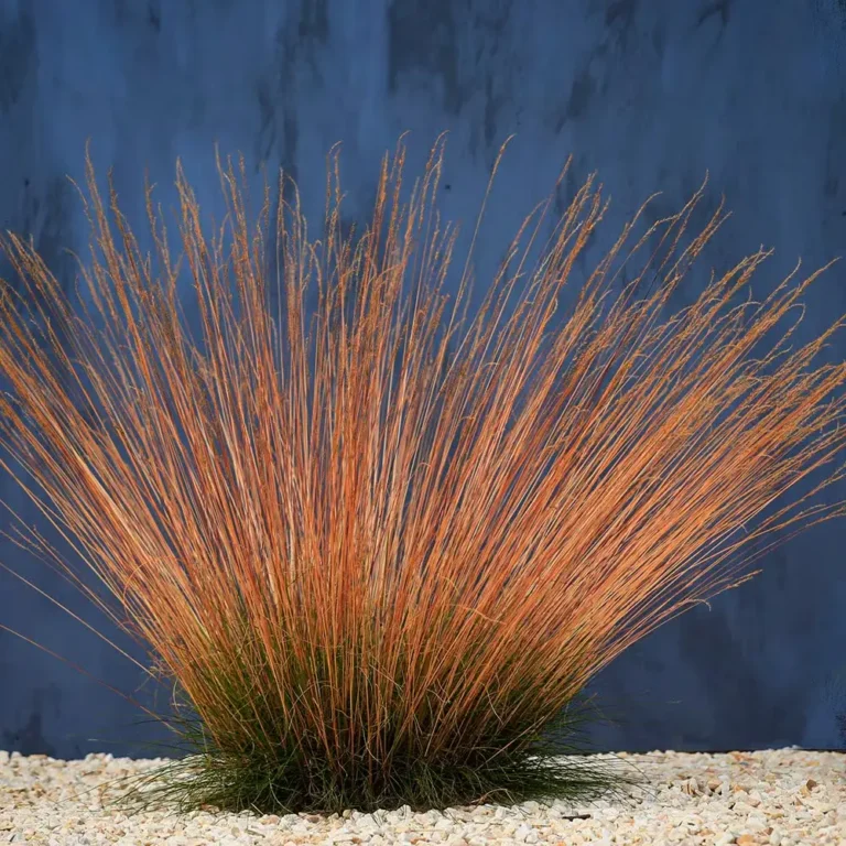 Festuca Sunrise 1 Festuca sunrise Fuego Y Contraste Cromático Para El Xeripaisajismo Moderno