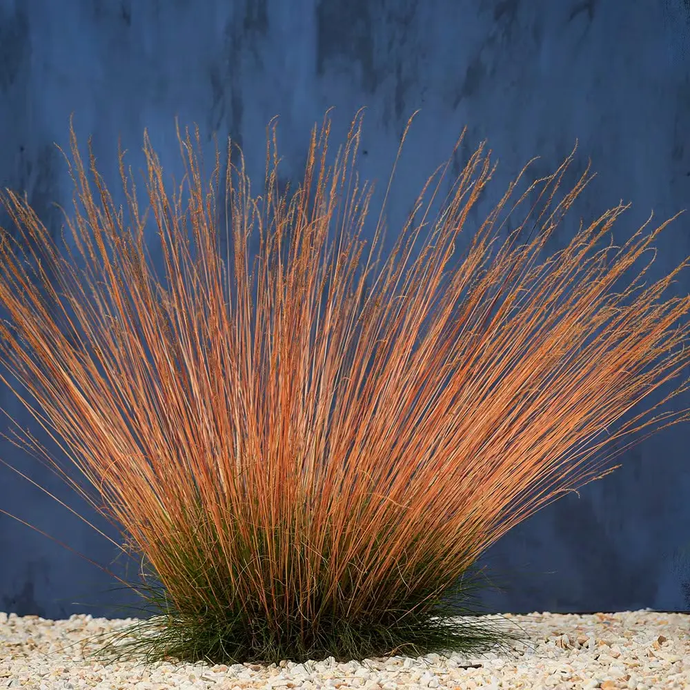 festuca sunrise 1 | jardinesconestiloes Festuca Sunrise 1 Festuca sunrise Fuego Y Contraste Cromático Para El Xeripaisajismo Moderno'Sunrise' revela su secreto: un denso cojín basal de color verde oscuro del que emergen tallos verticales en tonos fuego.