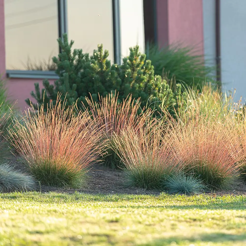 festuca sunrise 2 | jardinesconestiloes Festuca Sunrise 2 Festuca sunrise Fuego Y Contraste Cromático Para El Xeripaisajismo Moderno