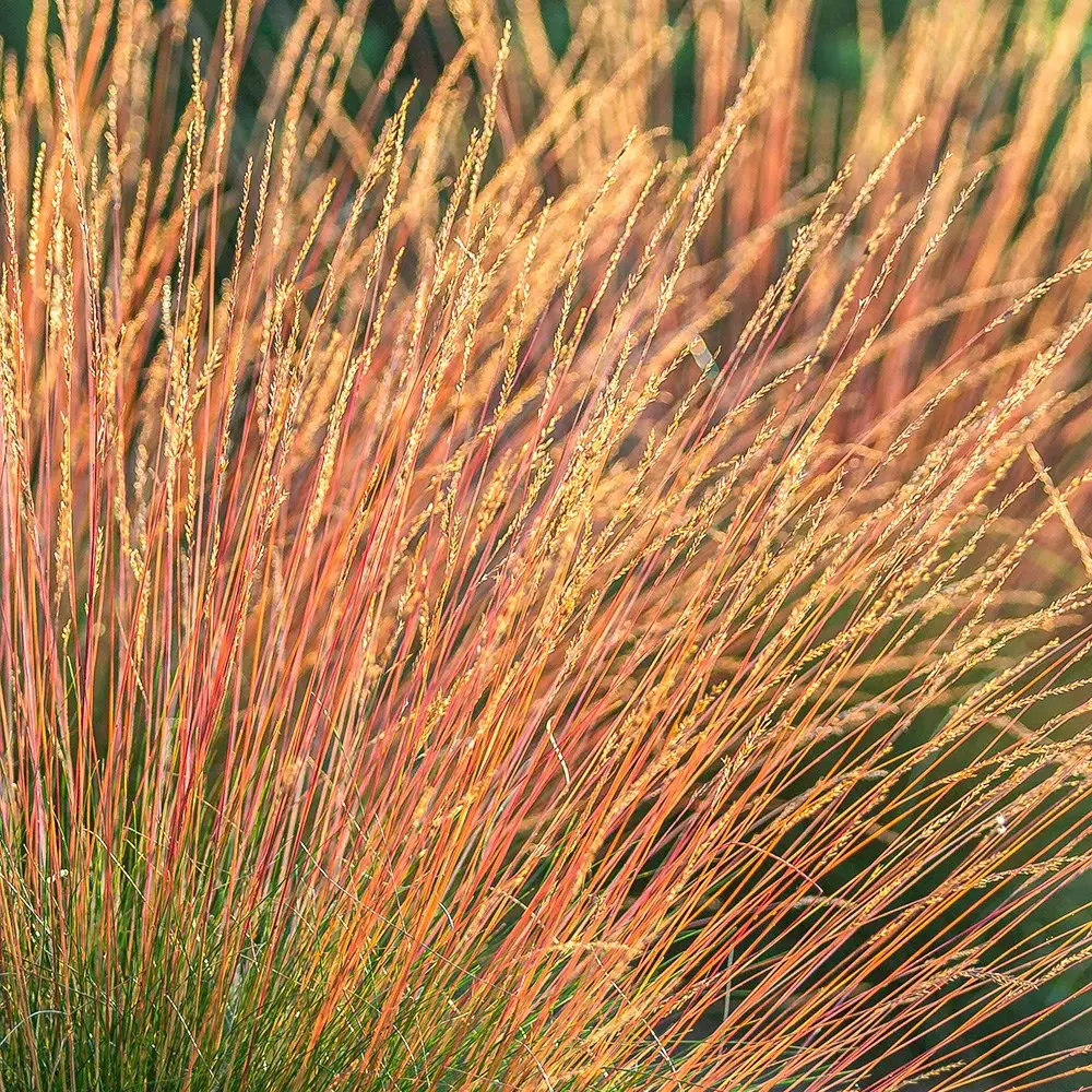 festuca sunrise 4 | jardinesconestiloes Festuca Sunrise 4 Festuca sunrise Fuego Y Contraste Cromático Para El Xeripaisajismo Moderno