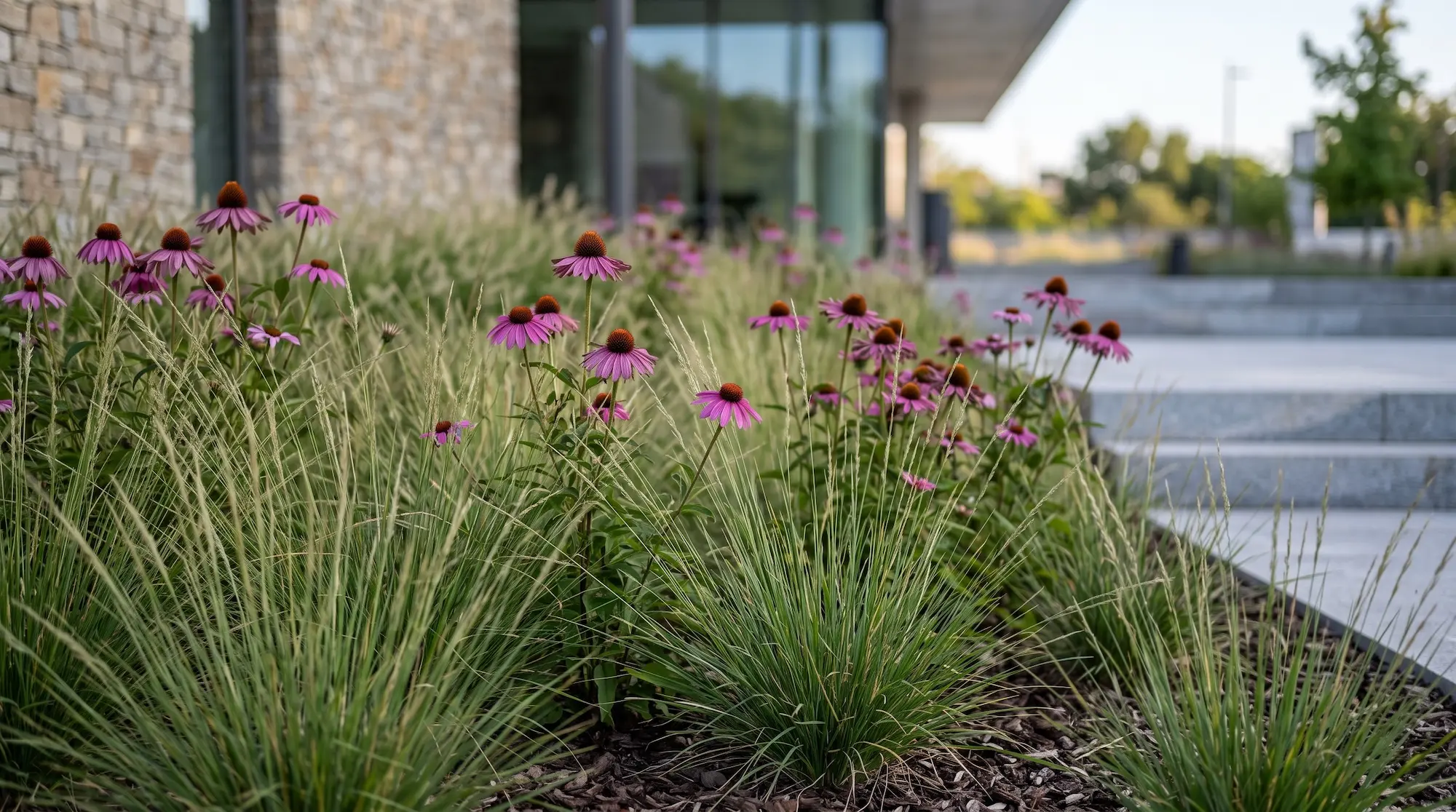 Gramíneas Neutras Sobre La Que Emergen Brillantes Flores Rosas De Echinacea Diseñar Con El Viento La Era De Las Gramíneas