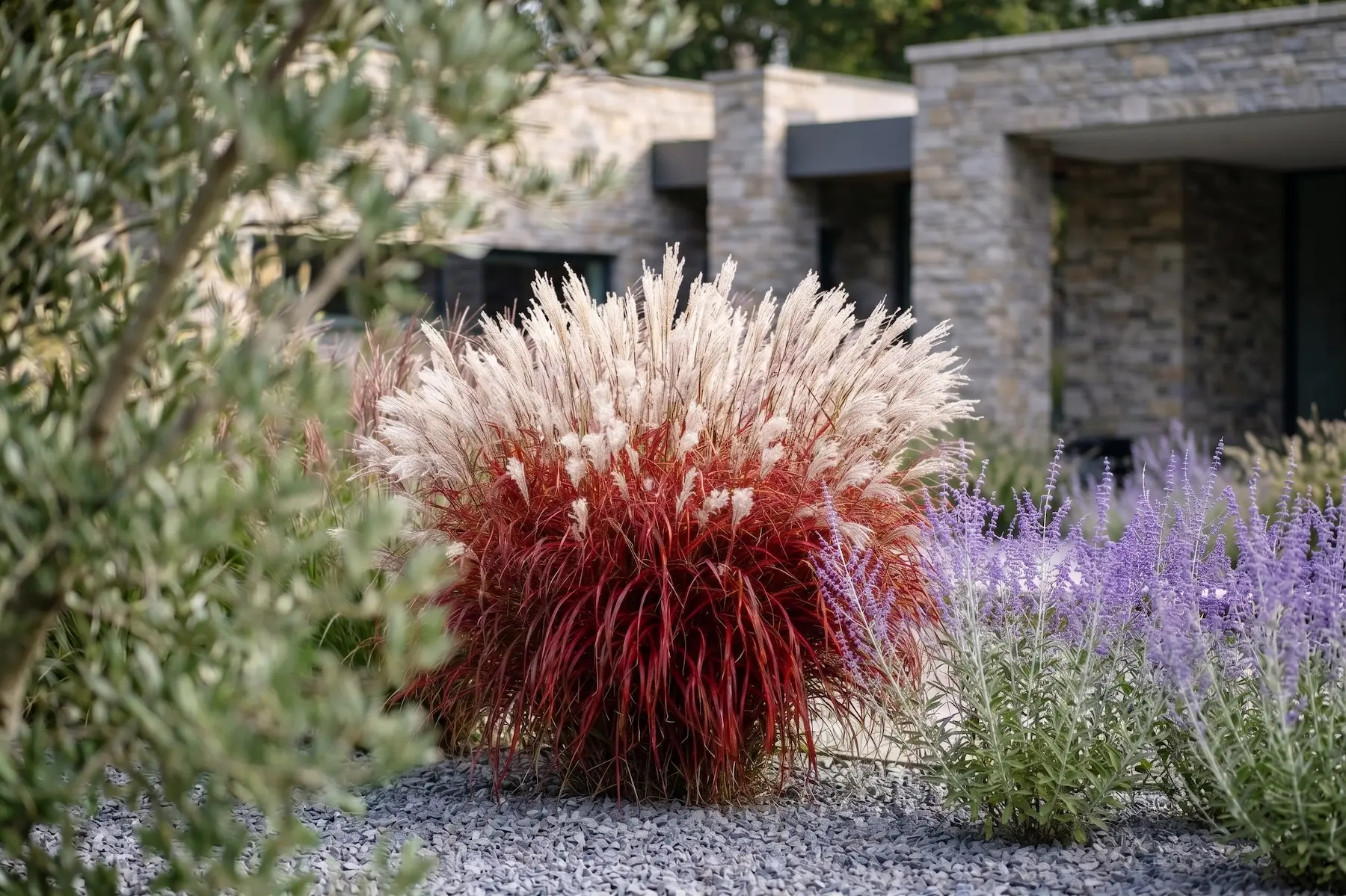 Miscanthus Sinensis Lady in Red Y Perovskia Atriplicifolia La Arquitectura Del Viento Y La Plata Olivo Ejemplar Miscanthus lady in Red Y Festuca