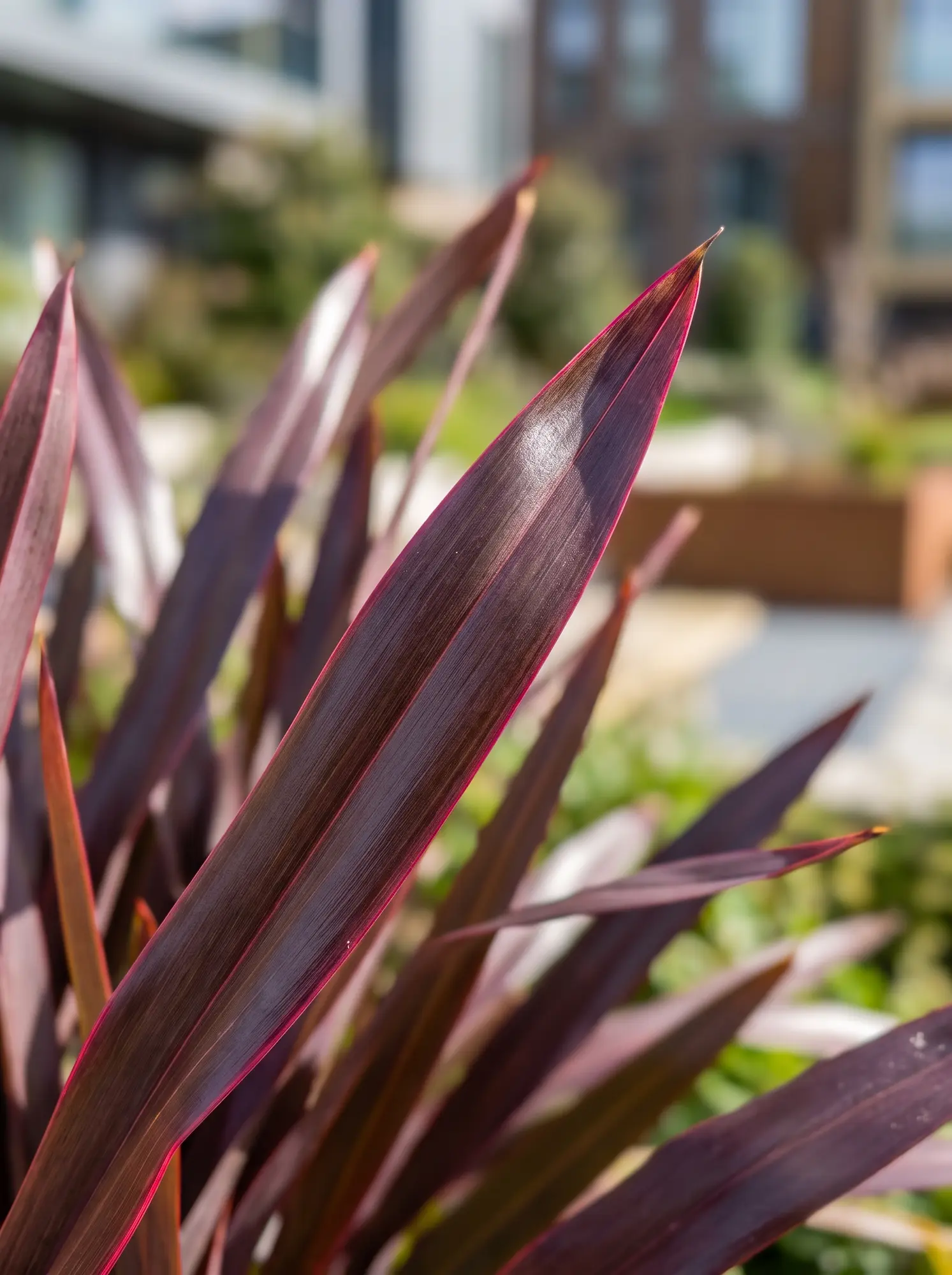 Phormium tenax purpureum textura hoja purpura cuticula jardines con estilo Phormium Tenax purpureum lino De Nueva Zelanda Púrpura Verticalidad Arquitectónica Y Drama Cromático'Purpureum'.