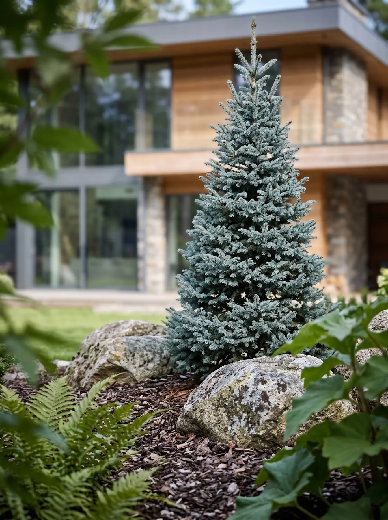 Picea Pungens Hoopsii Integrada Con Roca De Granito Geometría Y Fuego Otoñal Estructurando Un Macizo Con Pícea Evónimo Y Granito