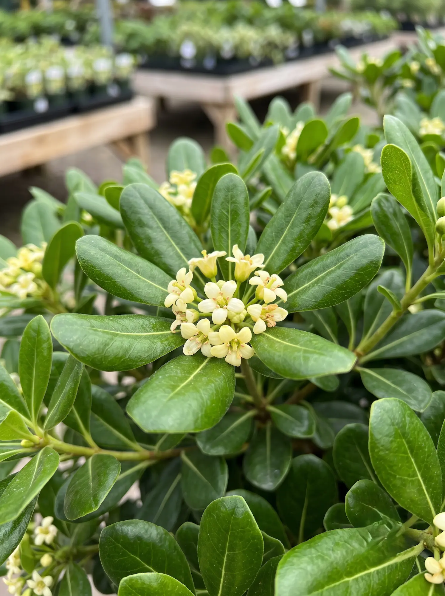 pittosporum tobira nana detalle | jardinesconestiloes Pittosporum Tobira Nana Detalle Pitosporo Enano pittosporum Tobira nana El Volumen Esférico Perfecto Para El Jardín Estructural