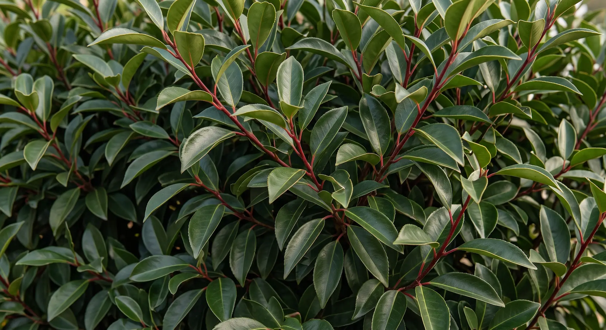Prunus Lusitanica Seto Jce El Muro Verde Resiliente Guía De Transición Hacia Setos Perimetrales Ignífugos