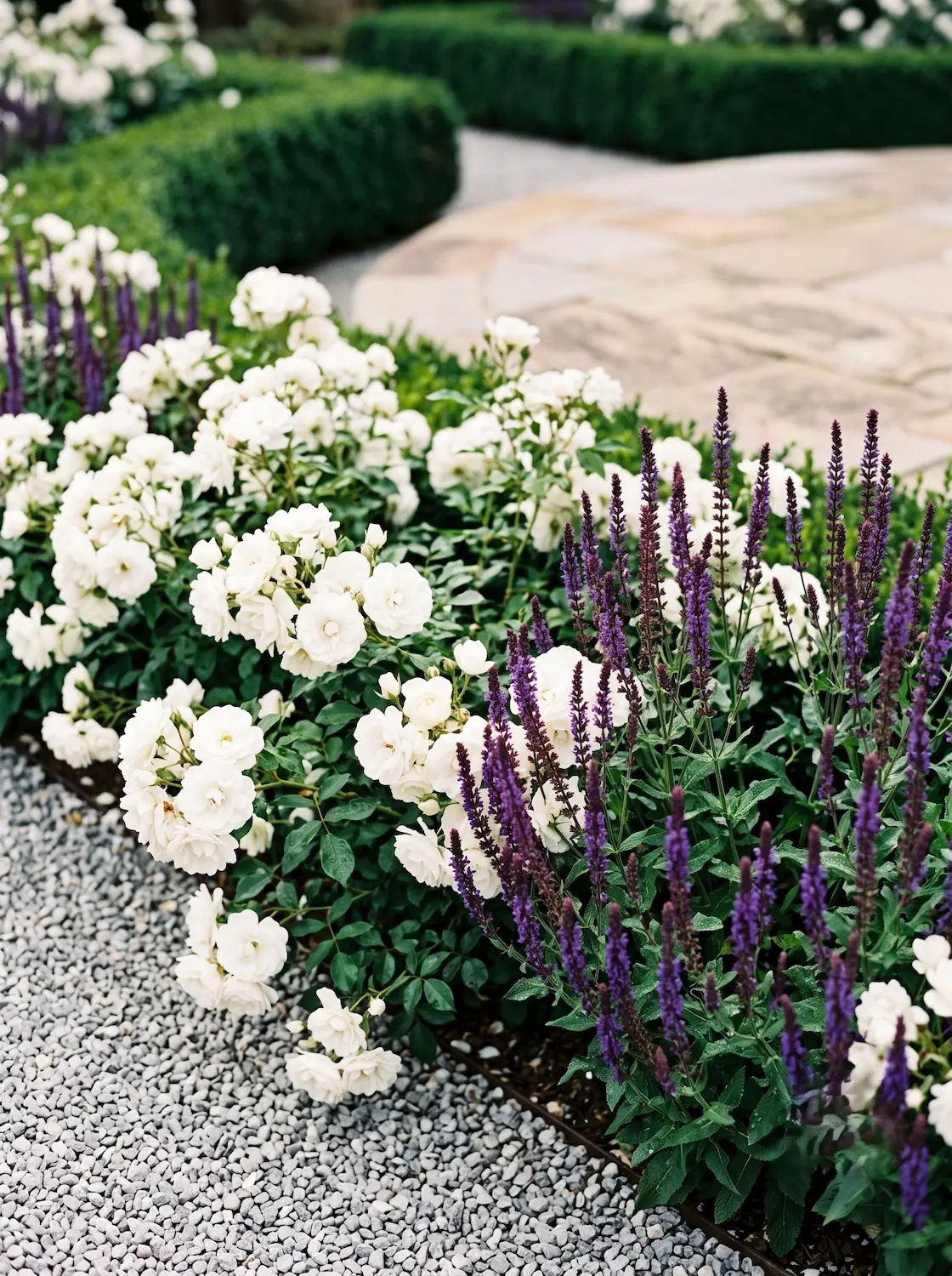 salvia y rosal iceberg | jardinesconestiloes Salvia Y Rosal Iceberg El Orden Y La Curva Cipreses Muro Ondulante Y El Eje Pavimentado