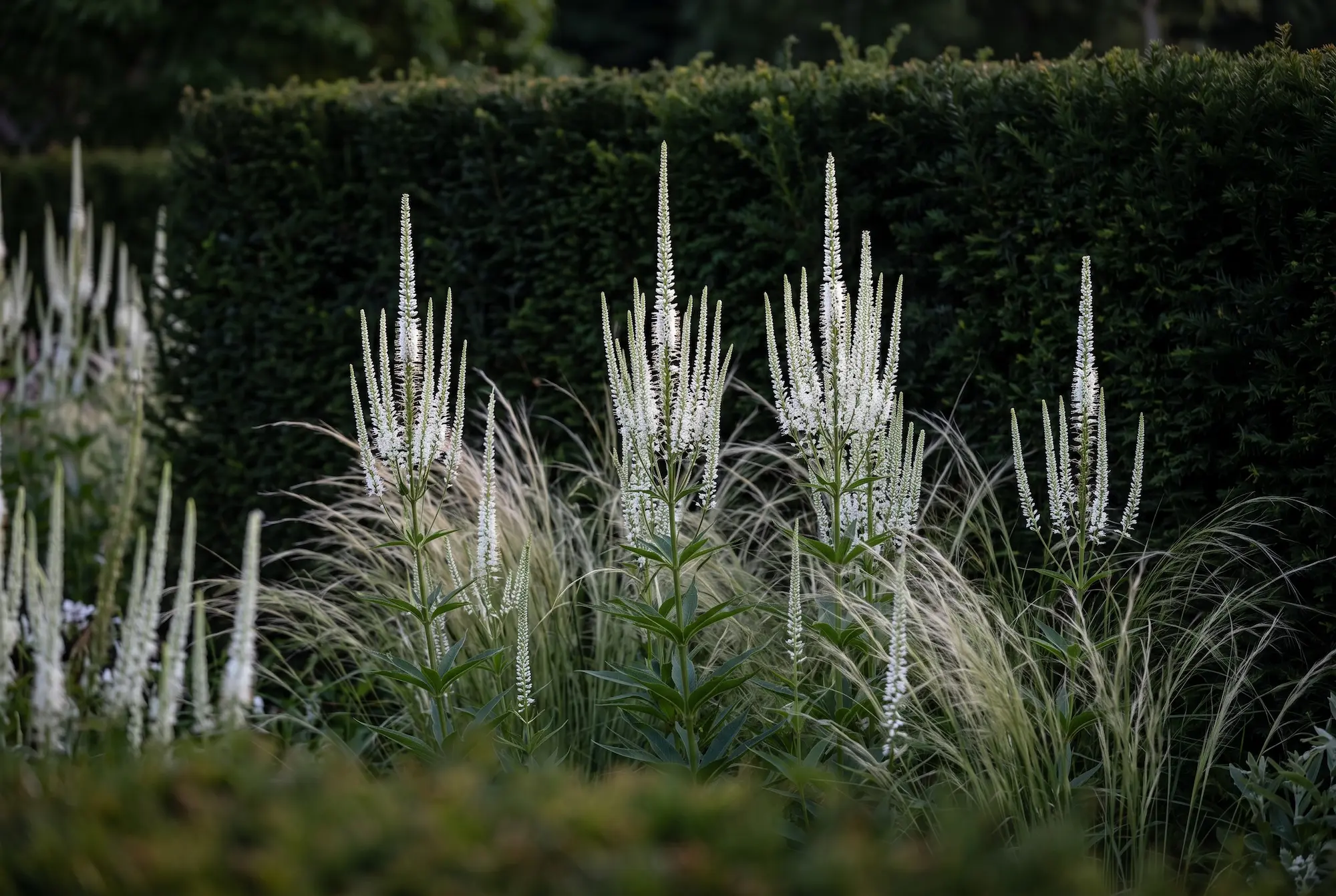 Veronicastrum Blanco Con Fondo De Taxus Baccata Veronicastrum En El Paisajismo Contemporáneo Arquitectura Variedades Y Ritmo Vertical