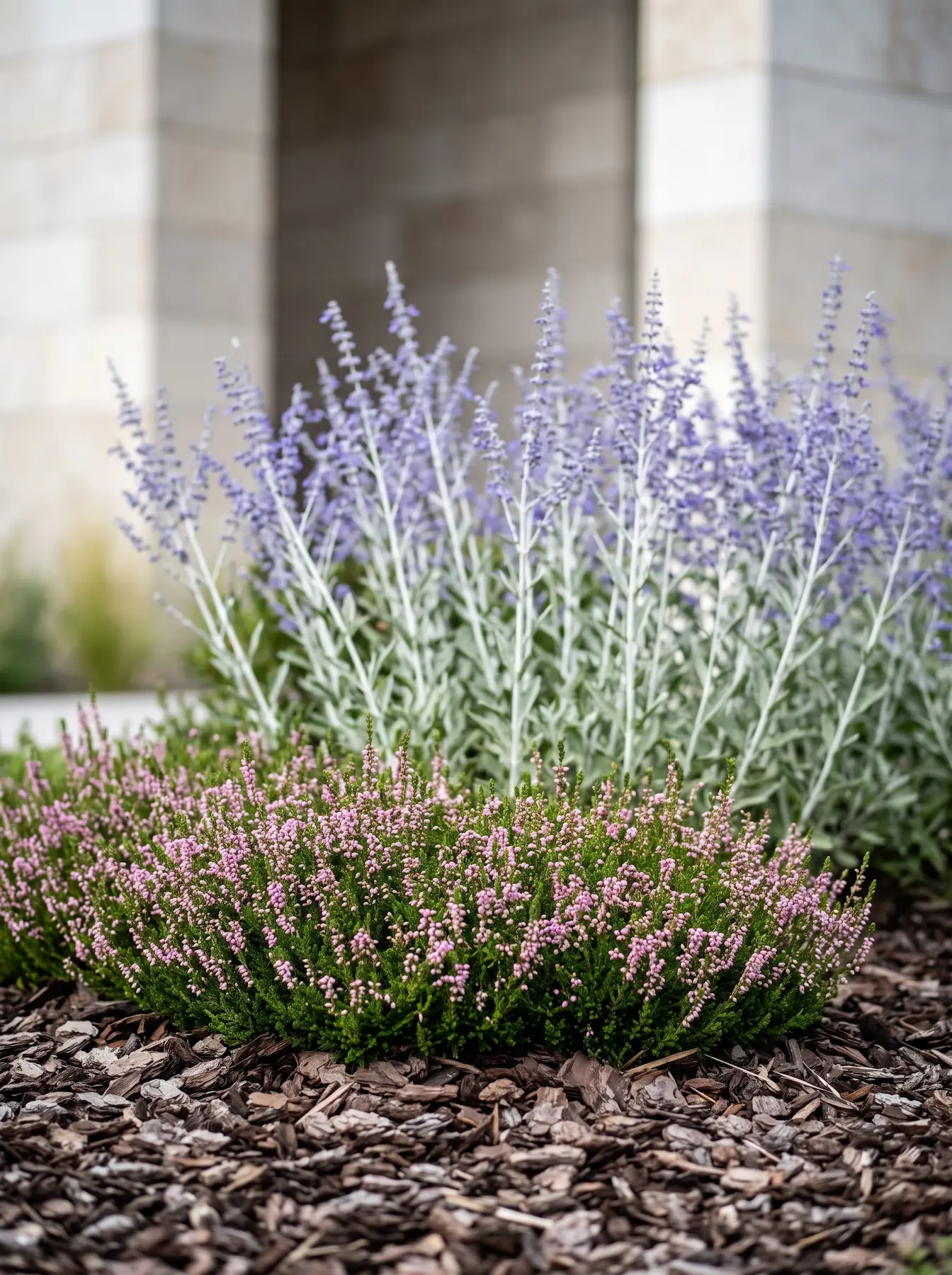 Salvia Yangii Y Calluna Vulgaris Sobre Corteza De Pino La Coreografía Del Otoño Gramíneas Sedum Y Áster En El Paisaje Contemporáneo