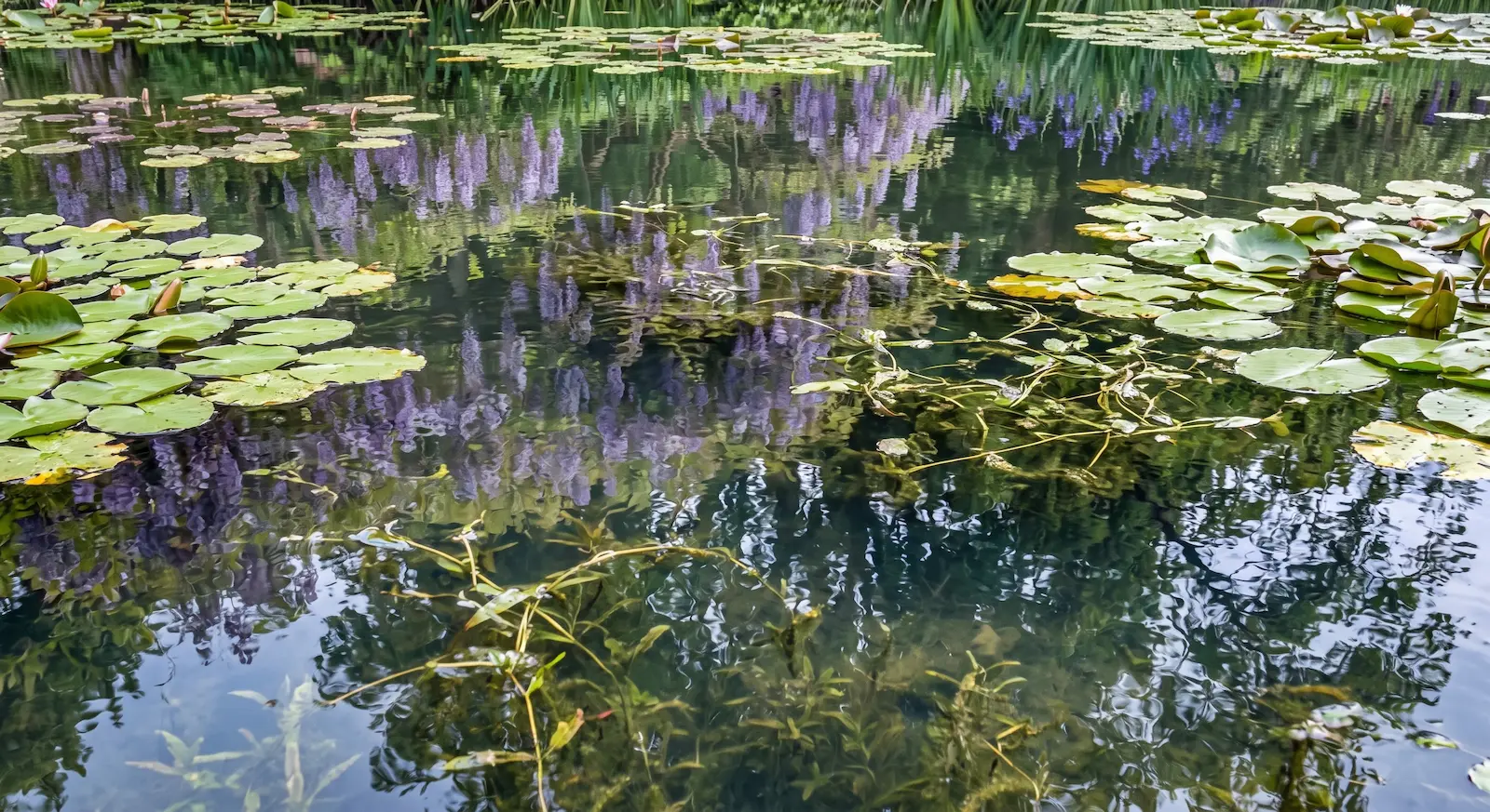 estanque giverny | jardinesconestiloes Estanque Giverny Detrás De Una Gran Mente Siempre Hay Un Gran Jardín