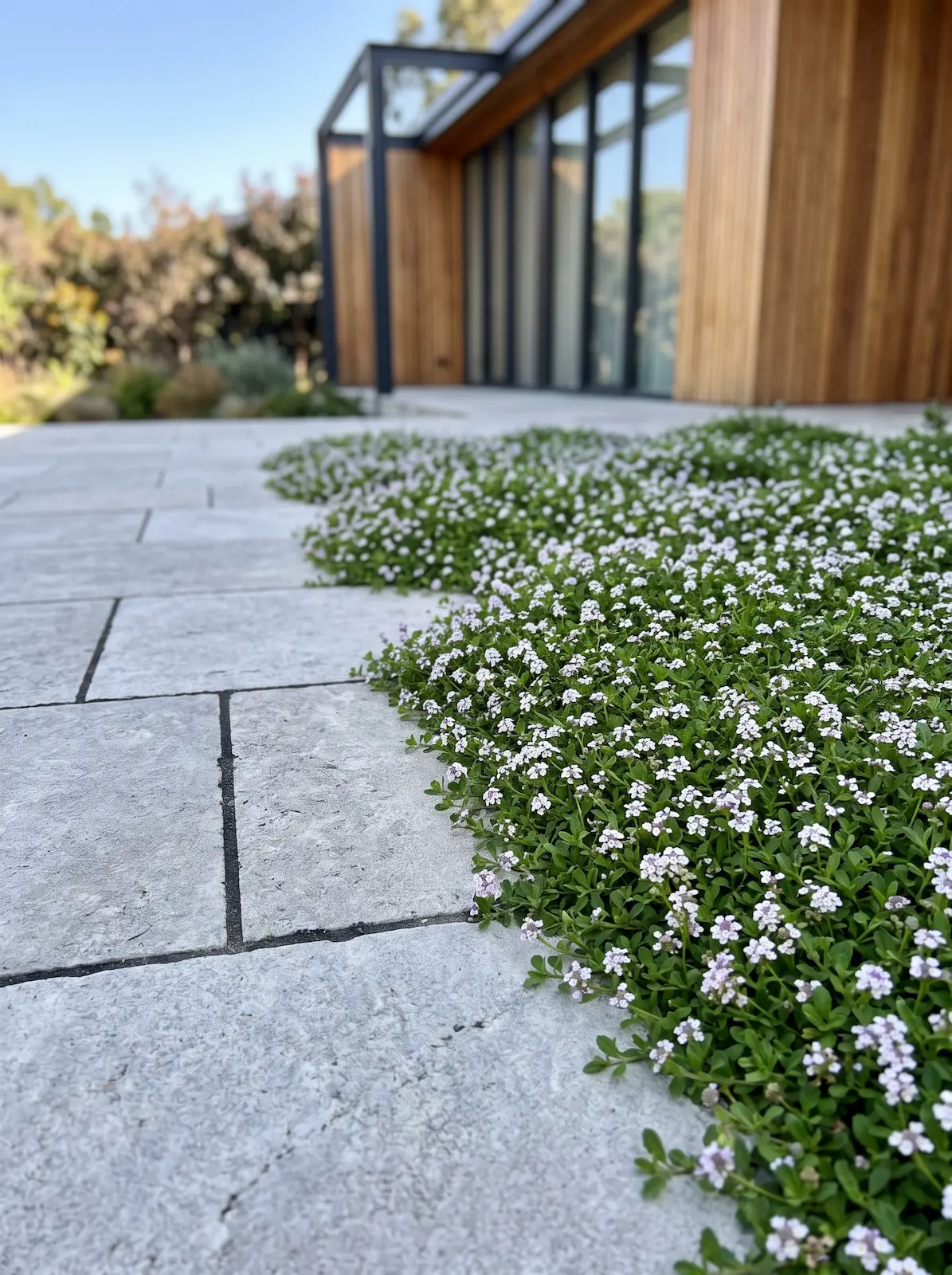 Pavimento Con Lippia Nodiflora La Dictadura De La Alfombra Verde Cómo Liberar Al Cliente De La Obsesión Por El Césped