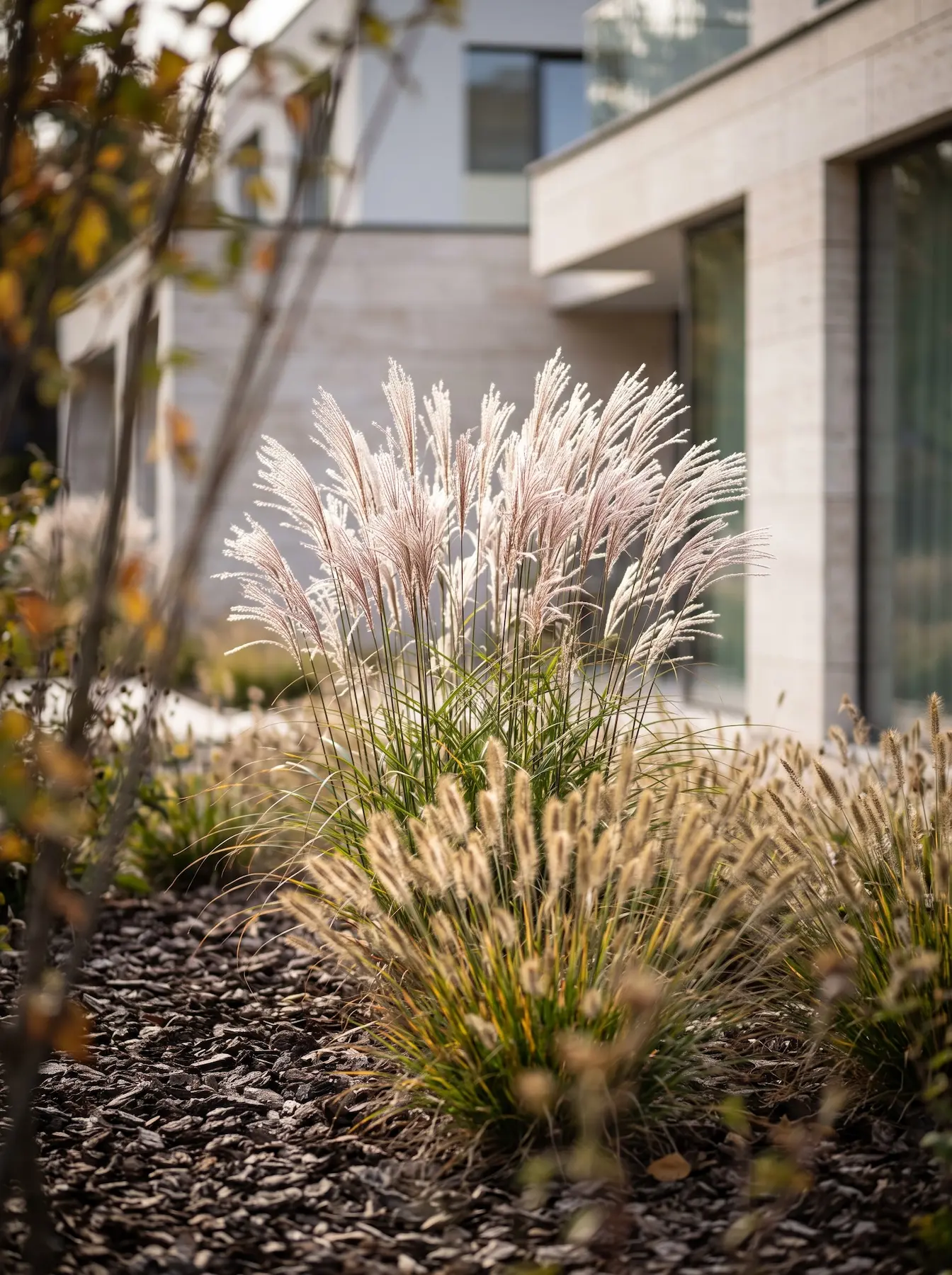 Espigas Otoñales De Miscanthus Sinensis Y Pennisetum Alopecuroides La Coreografía Del Otoño Gramíneas Sedum Y Áster En El Paisaje Contemporáneo