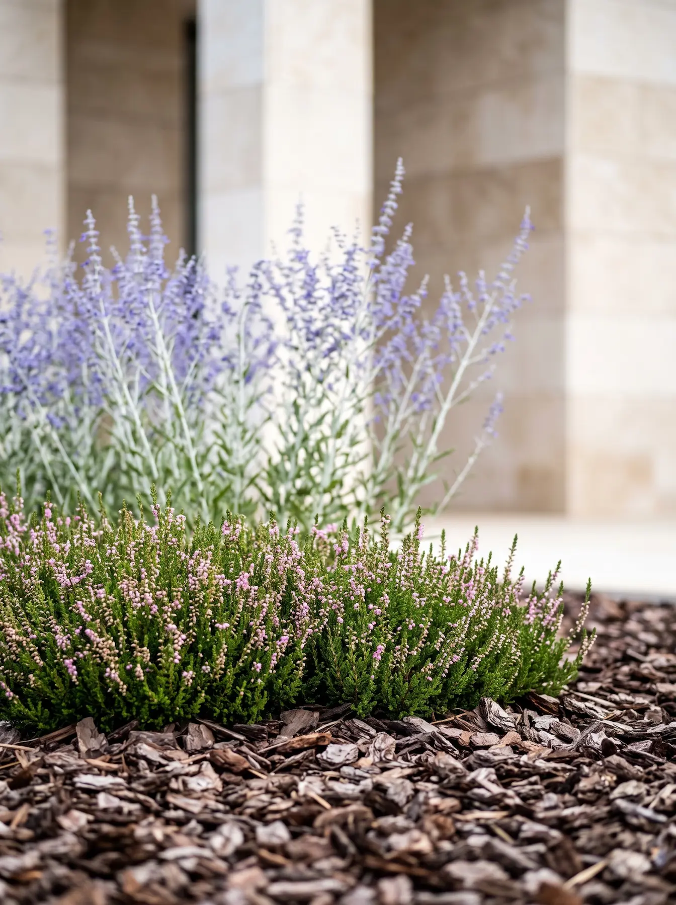 Salvia yangii y Calluna vulgaris sobre corteza de pino | jardinesconestiloes Salvia Yangii Y Calluna Vulgaris Sobre Corteza De Pino Es Época De Esculpir El Otoño Catálogo Botánico Para Septiembre Y Octubre